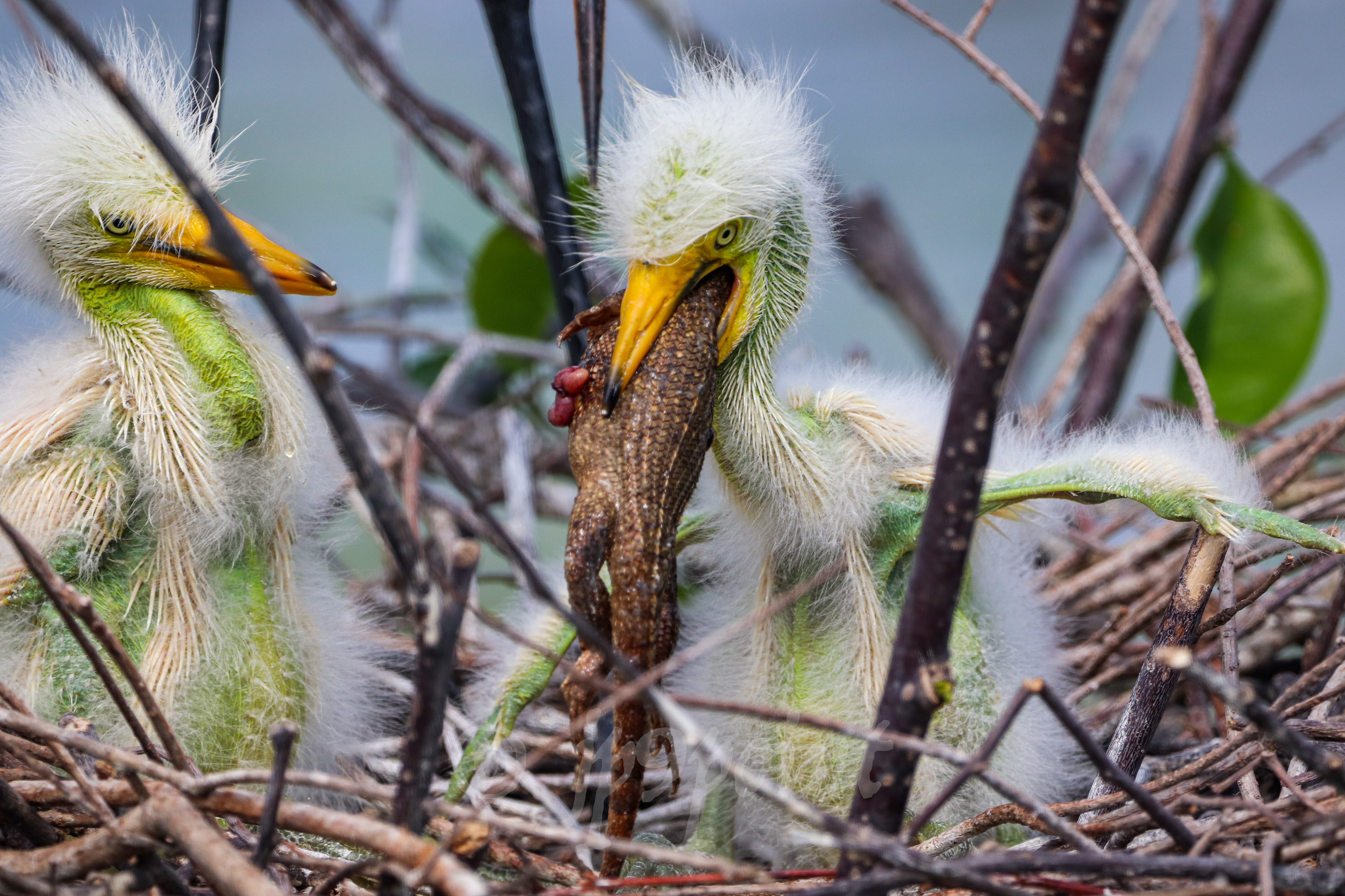 Baby Egret fights with a lizard for breakfast