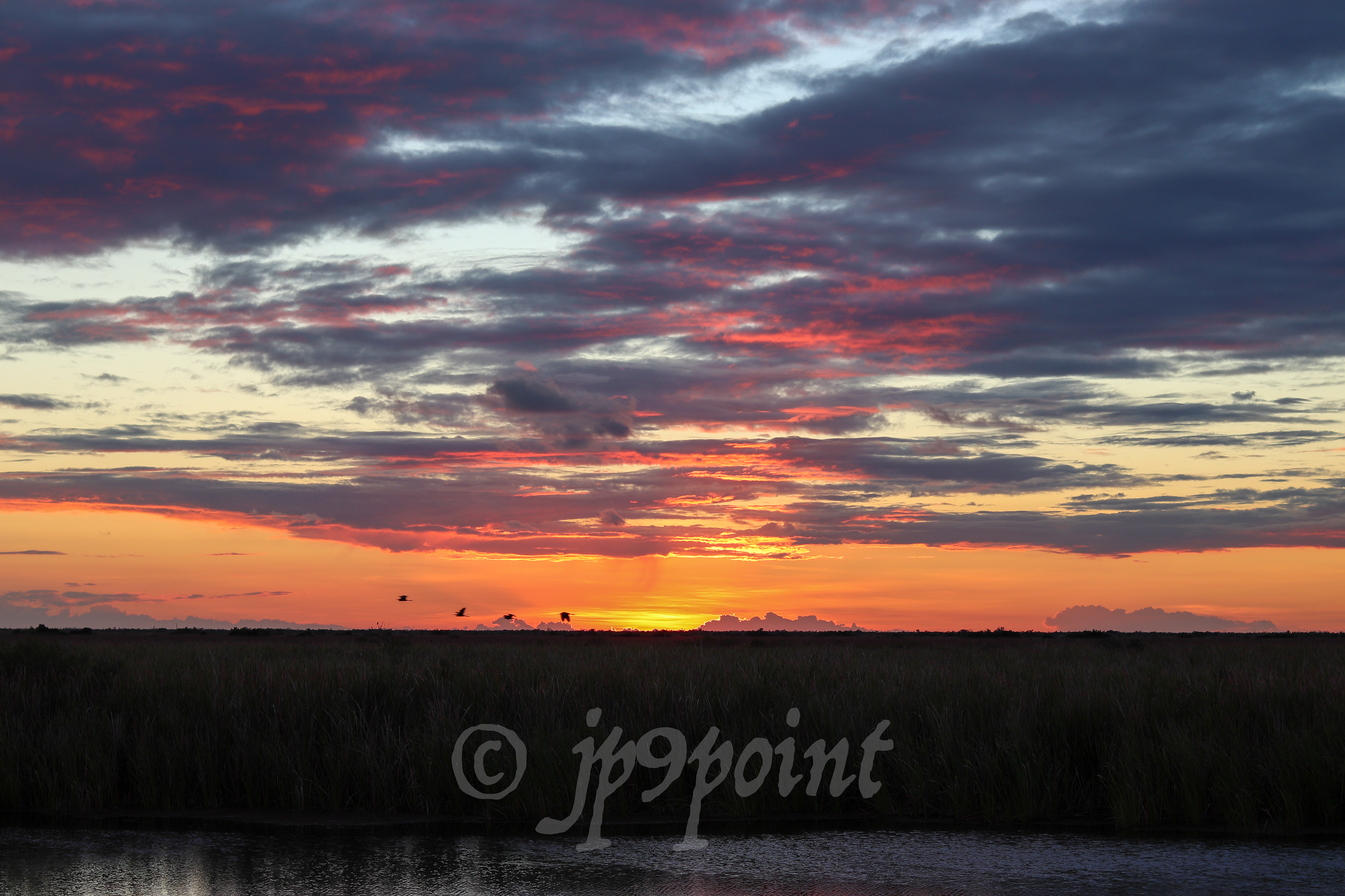 Birds fly during the sunset at the Everglades 