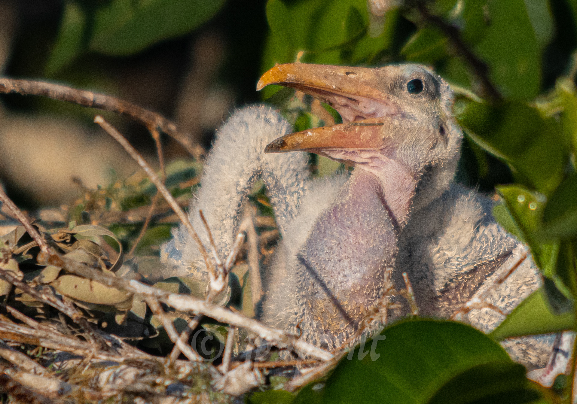 Baby Wood Stork at Wakodahatchee Wetlands, Florida.