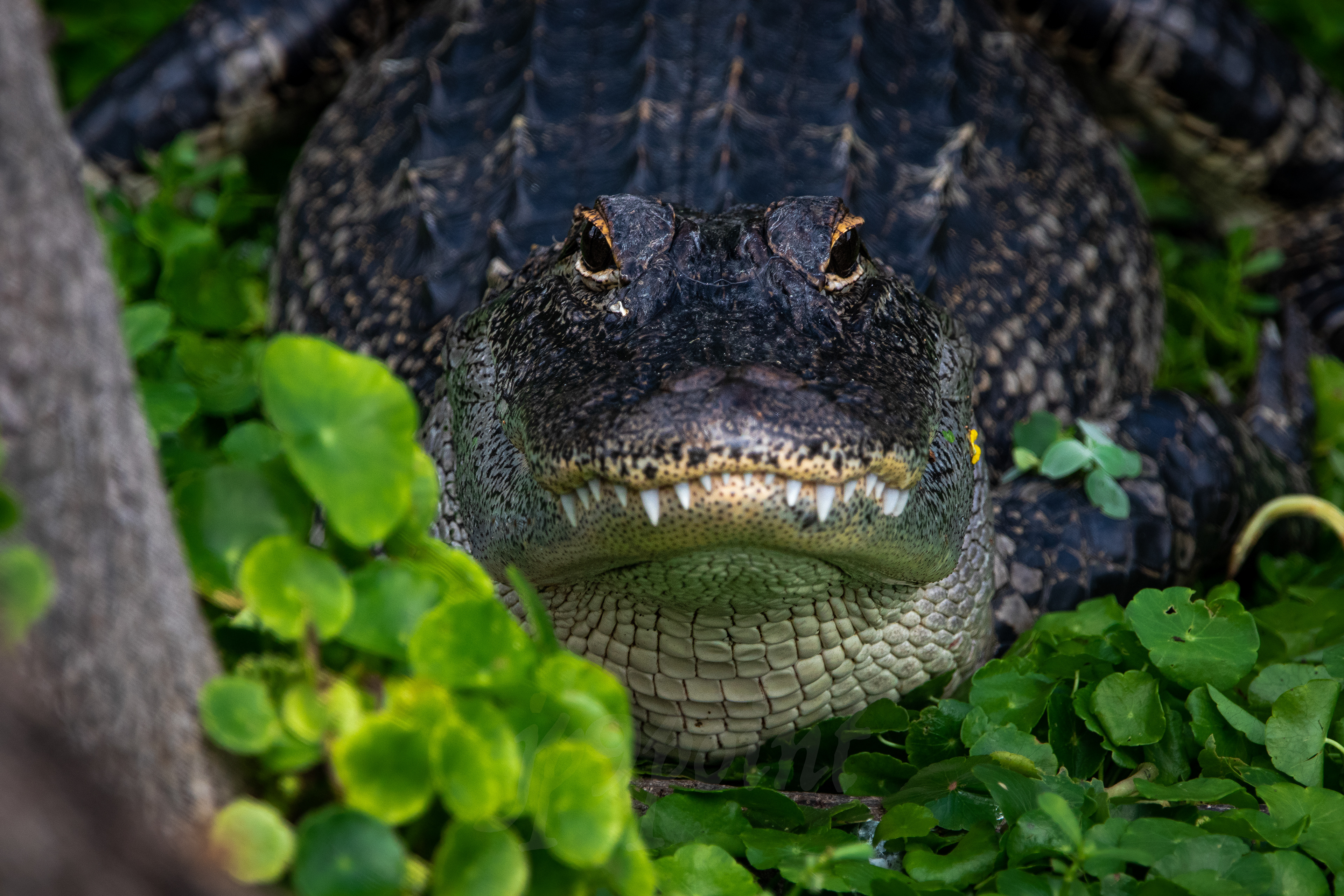 American Alligator, Delray Beach, FL