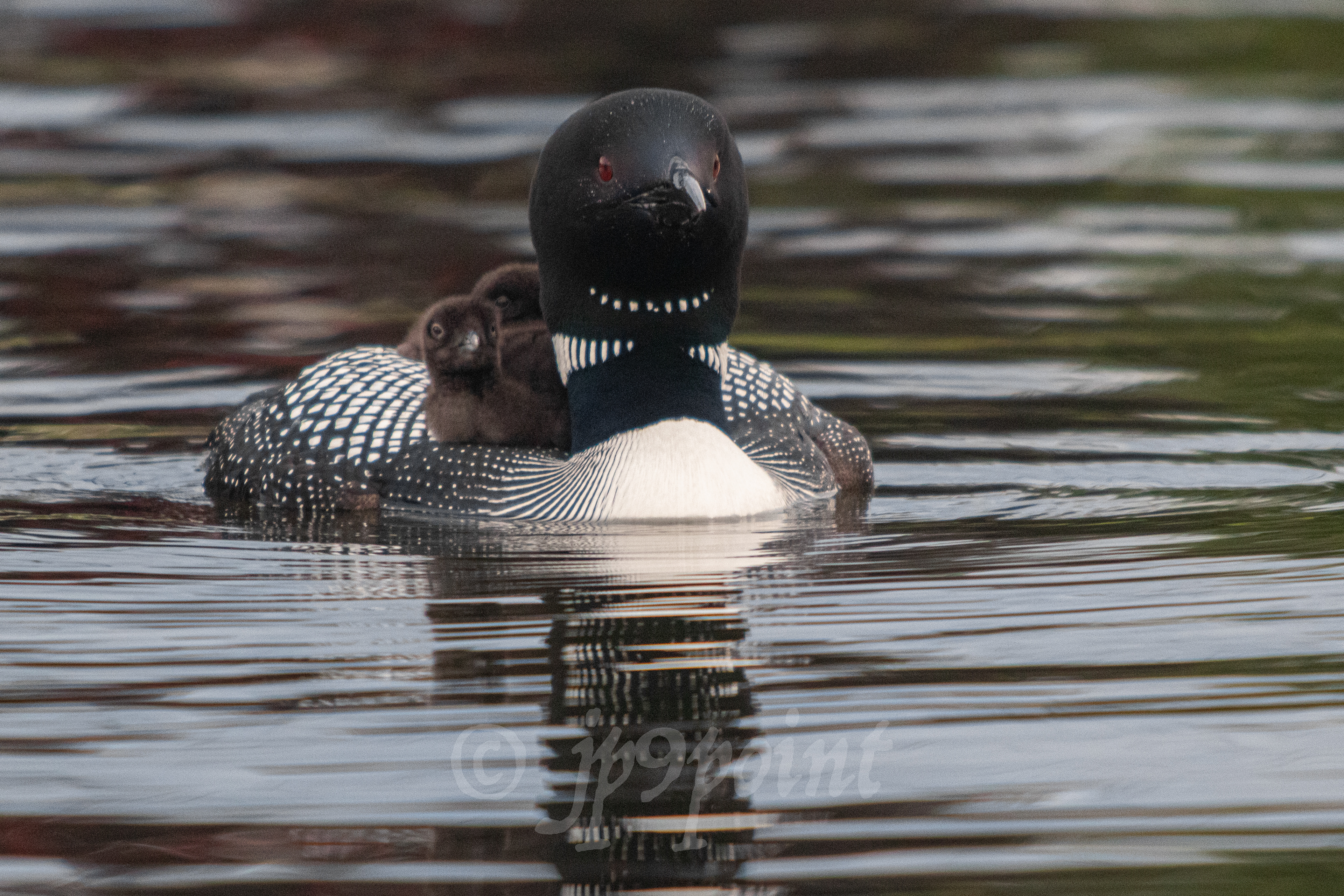 Mother Loon with 2 babies on its back in Lake Winnipesaukee, New Hampshire.