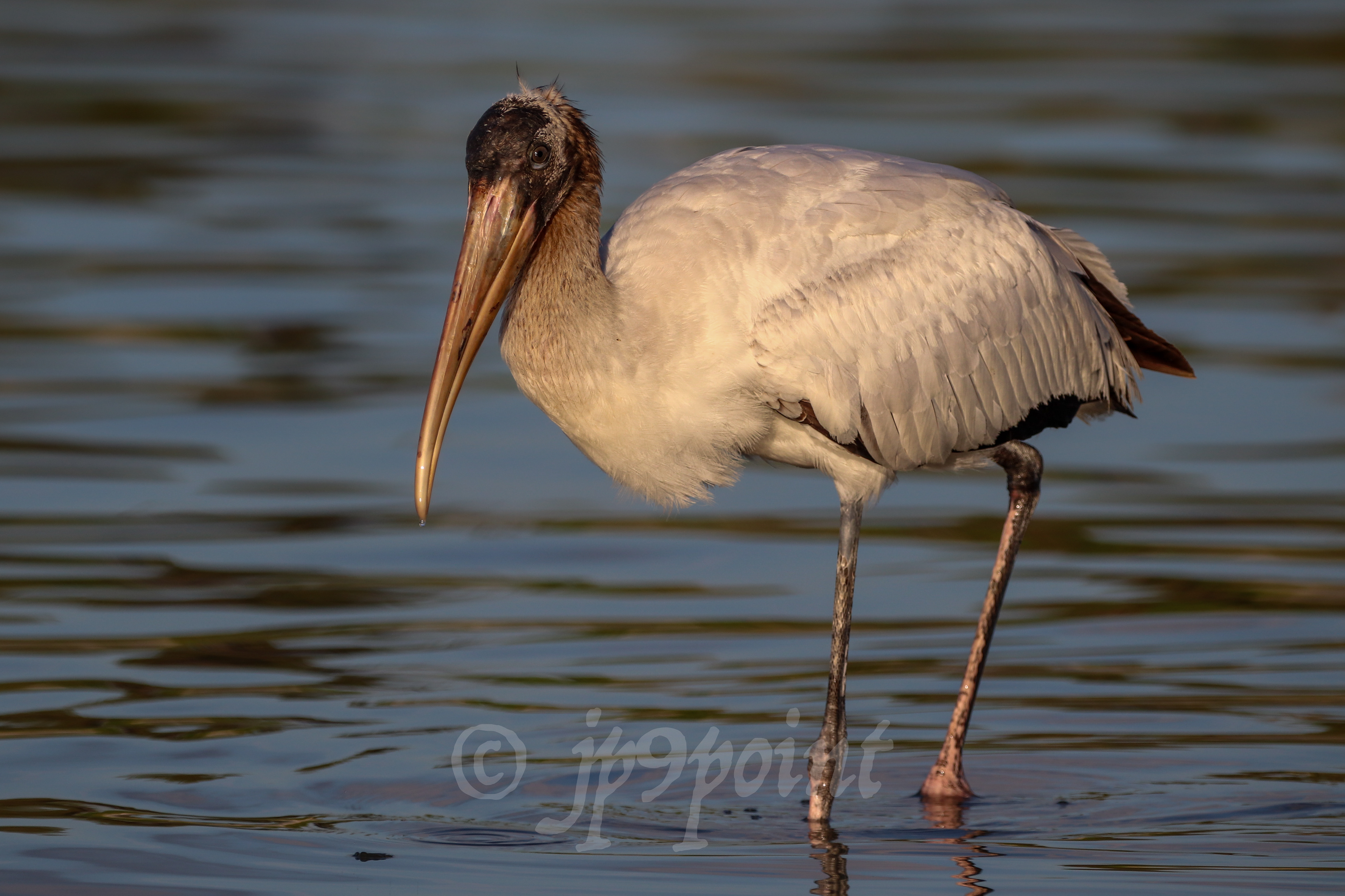Wood Stork in the calm early morning ocean.