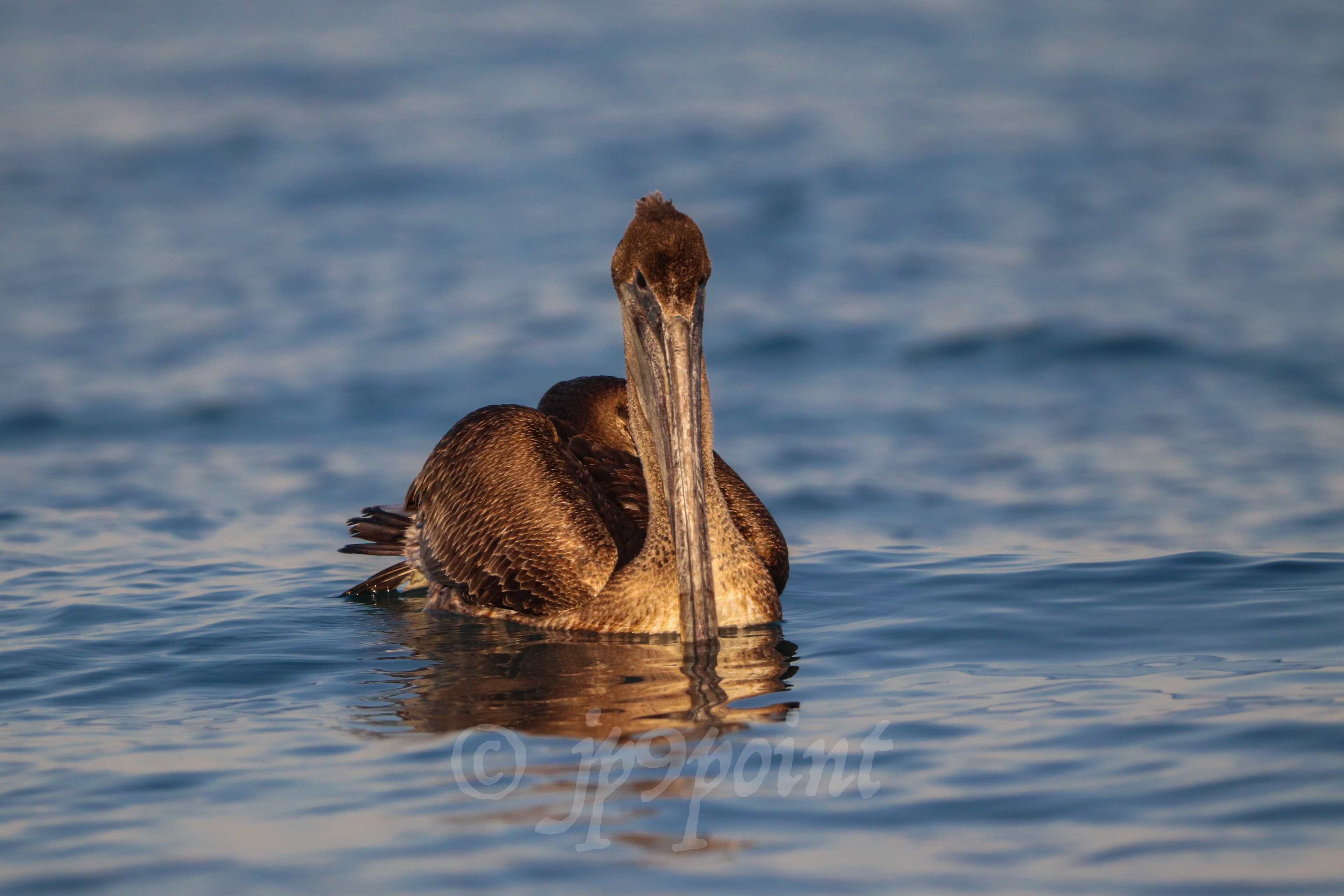 Pelican on a calm day at Delray Beach, FL