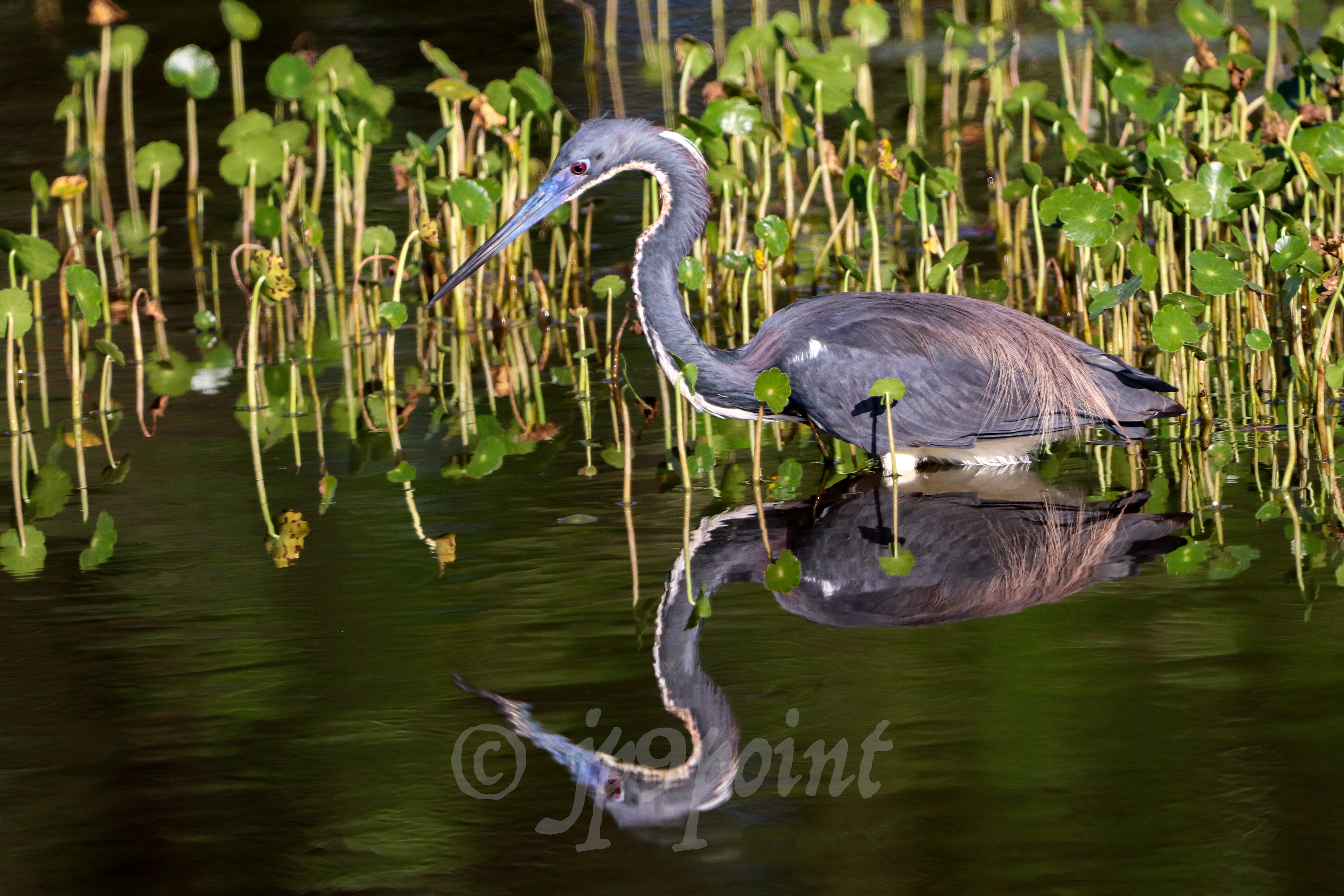 Tricolored Heron stares into its reflection