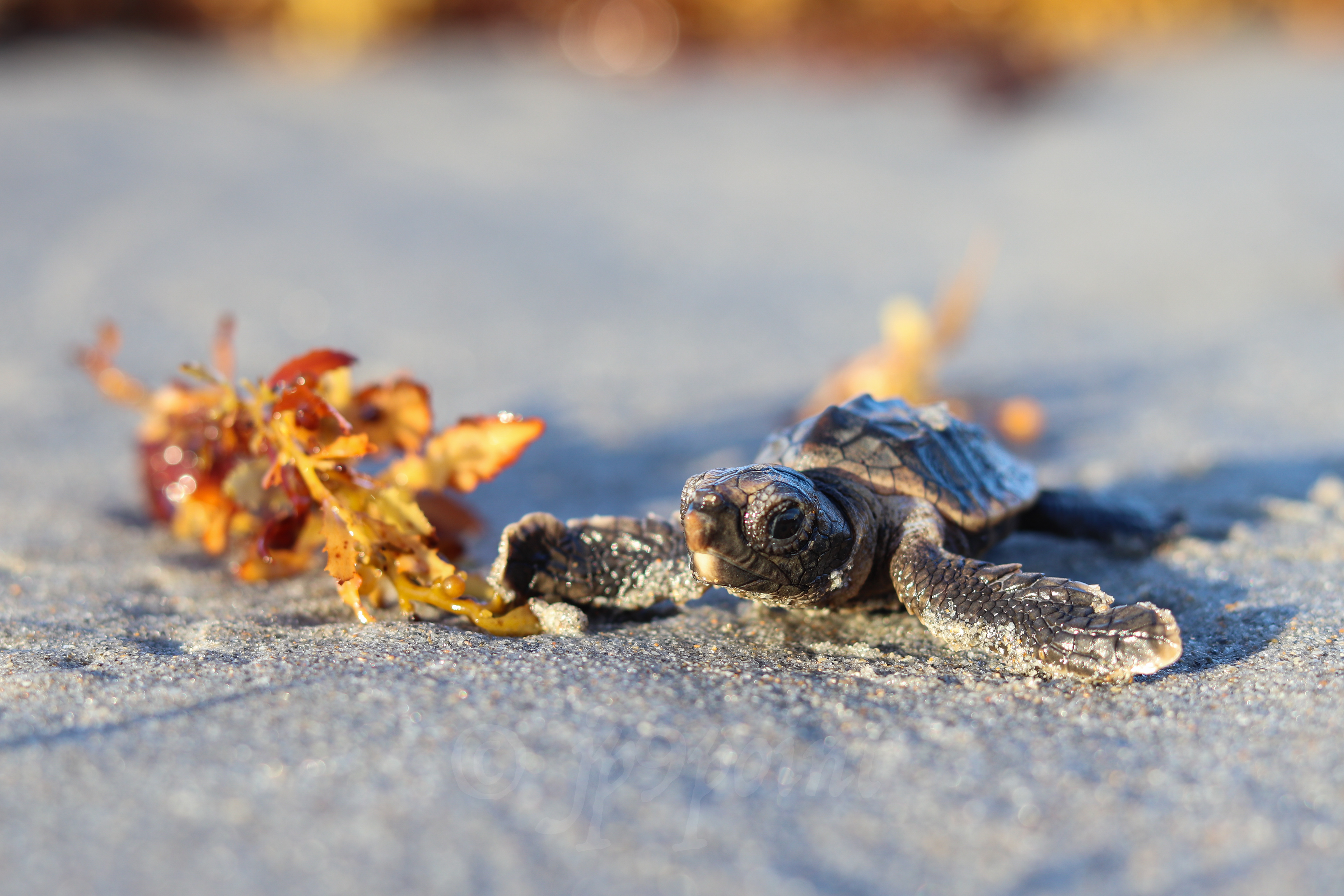 Baby Loggerhead Sea Turtle lifts its head up