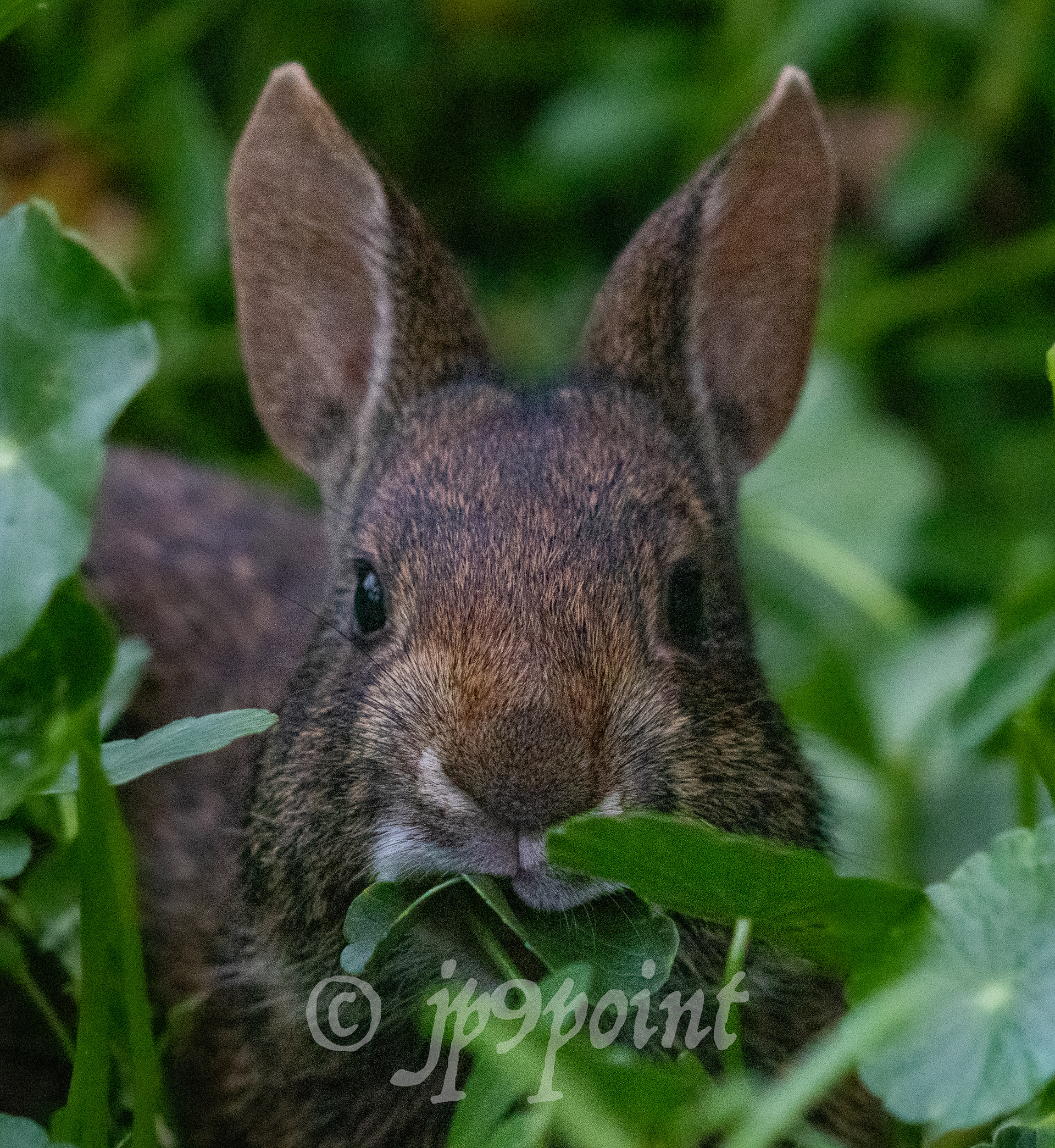 Marsh Rabbit munching onleaves at Wakodahatchee Wetlands, Florida 