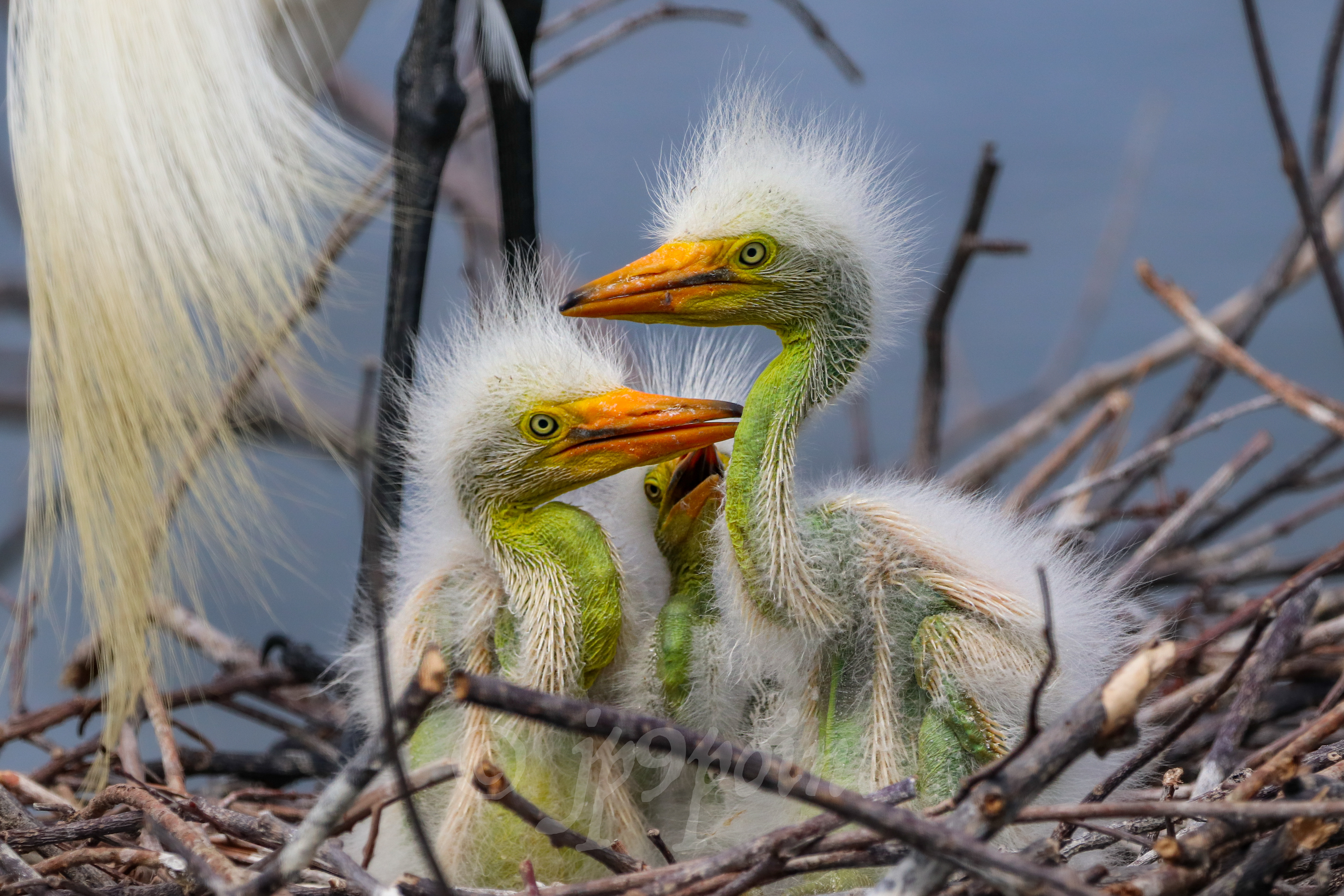 3 Baby Egret siblings