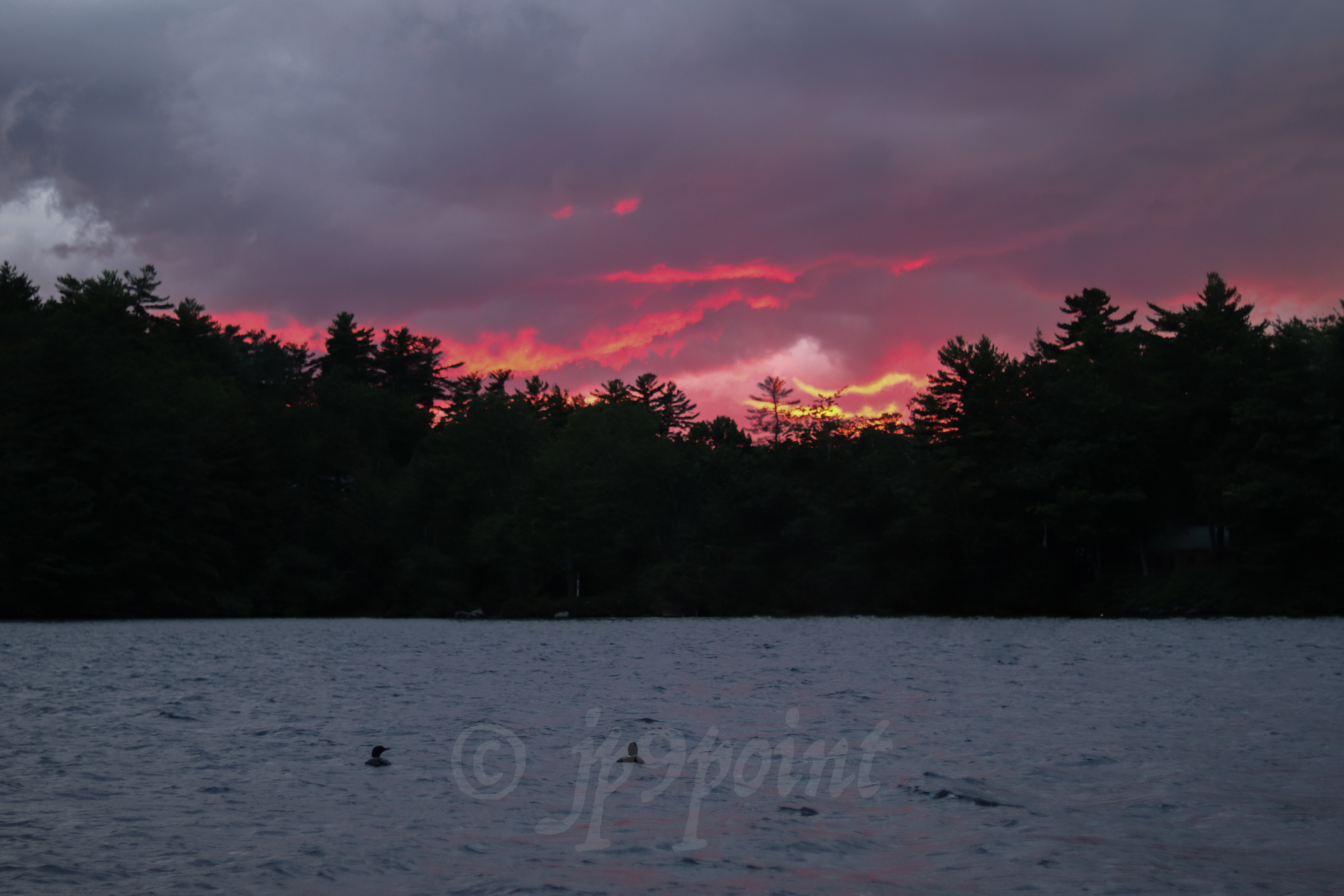 2 loons swim into the stormy sunset in Lake Winnipesaukee, New Hampshire.