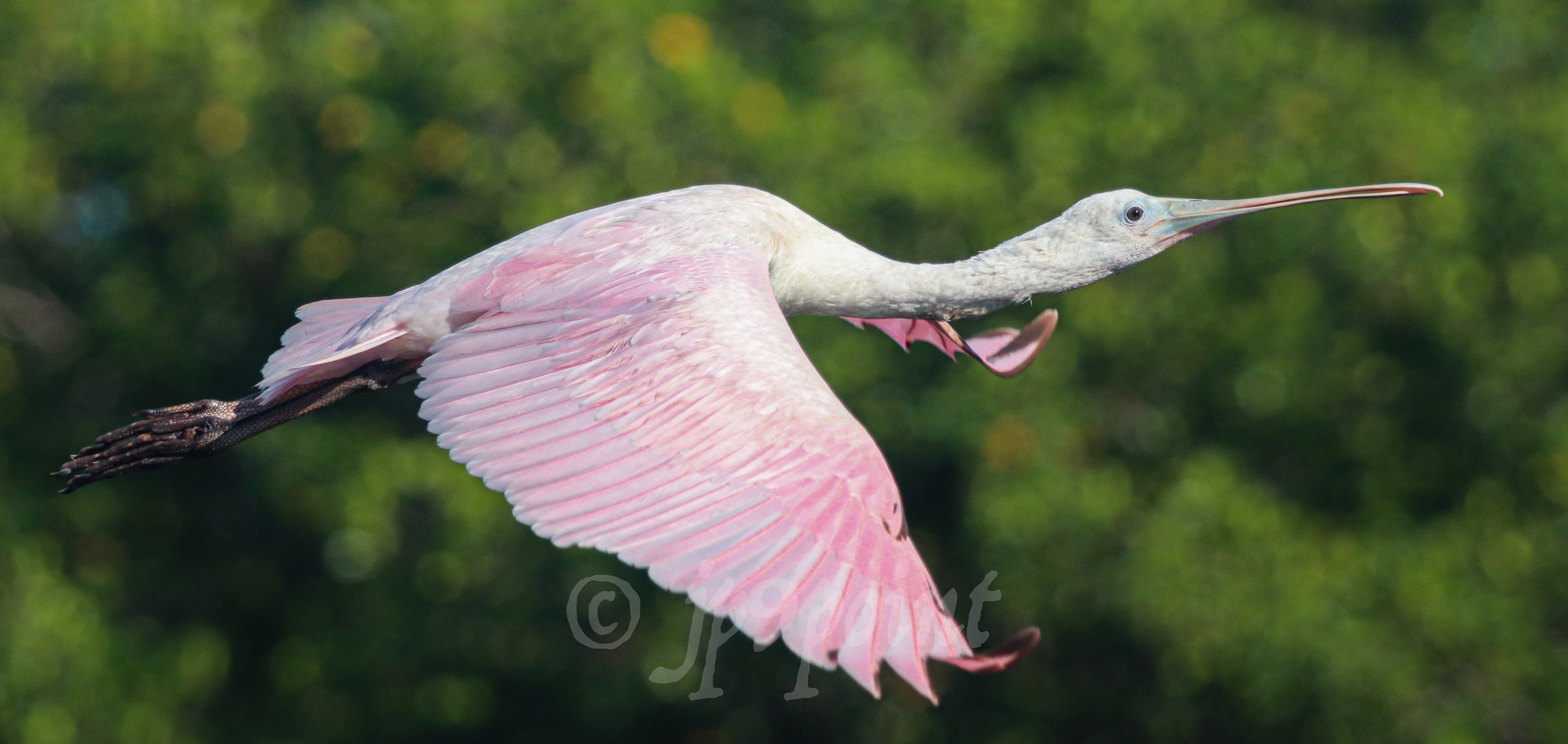 Spoonbill in flight over Sanibel Island, FL