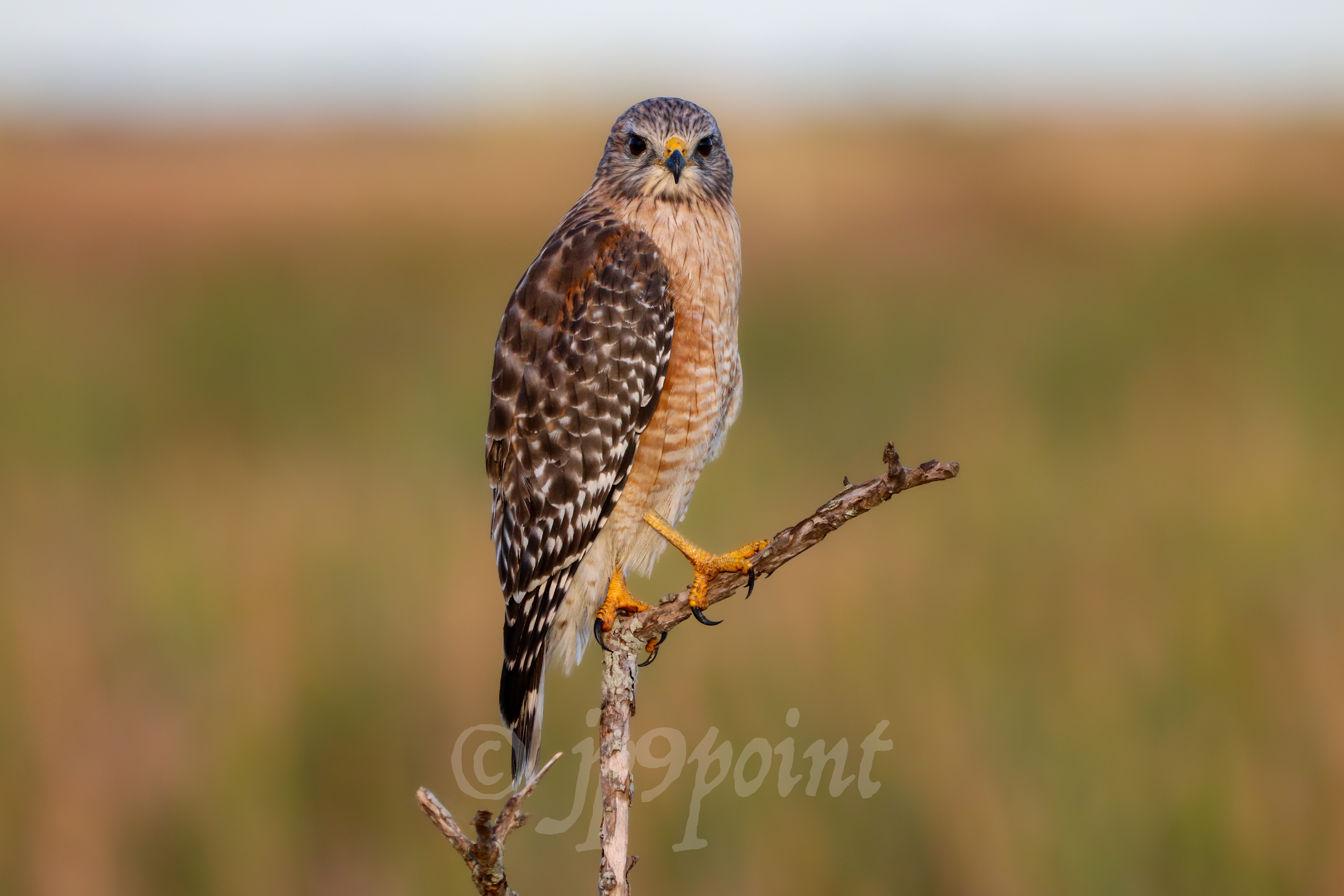 Hawk in the morning light.
