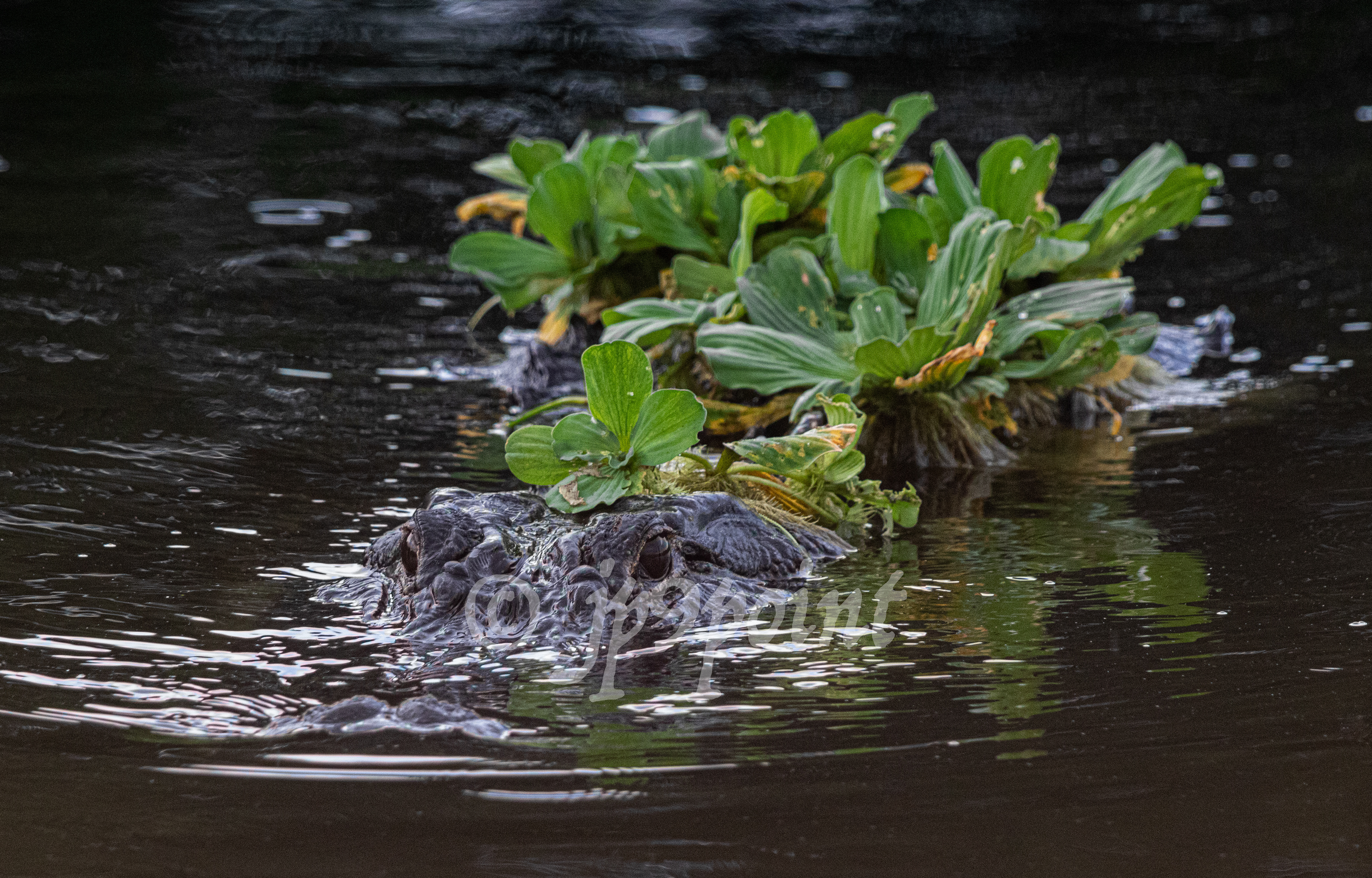 8 ft. Alligator emerges from the vegetation at Wakodahatchee Wetlands, Florida.