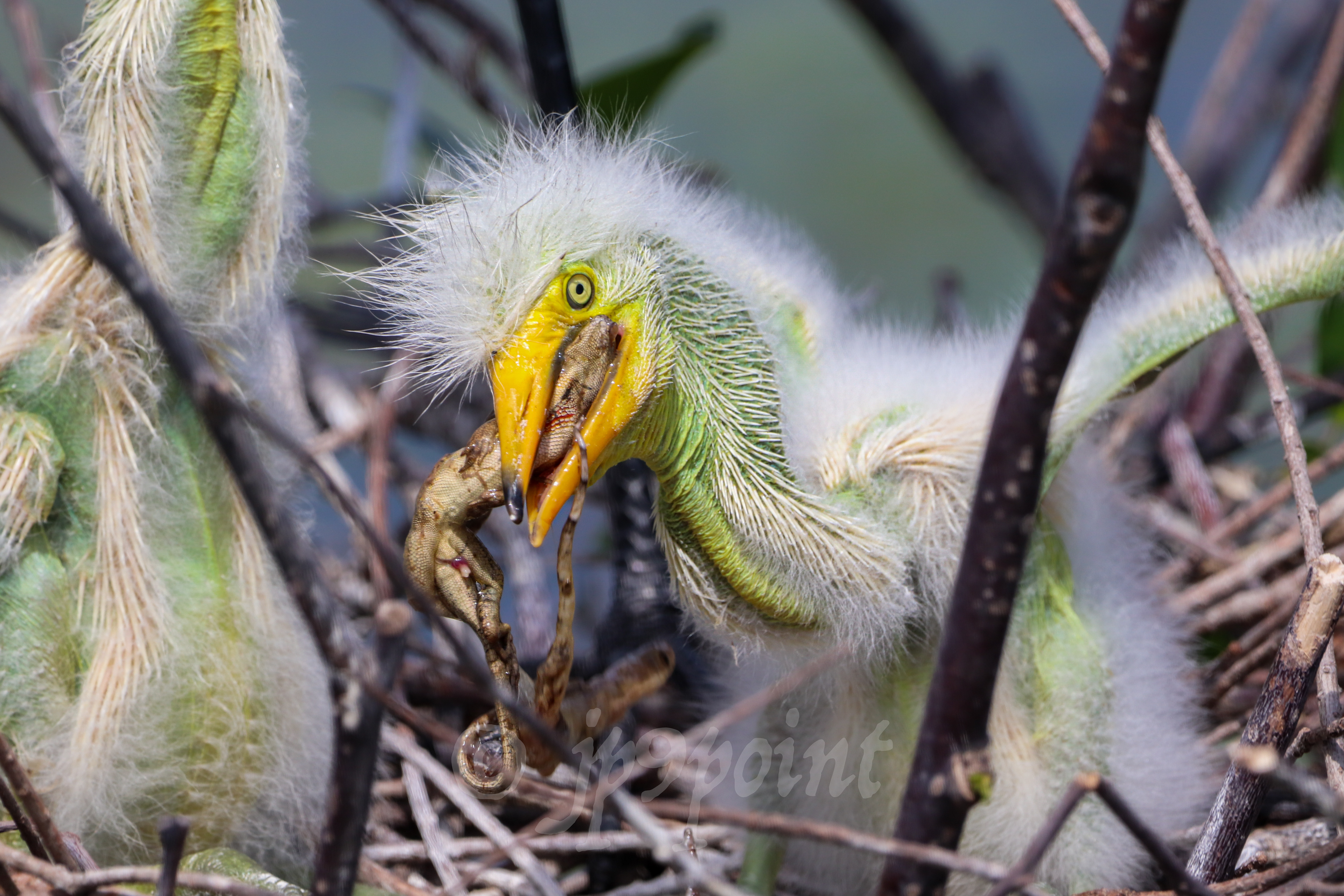 Baby Egret fights with a lizard for breakfast