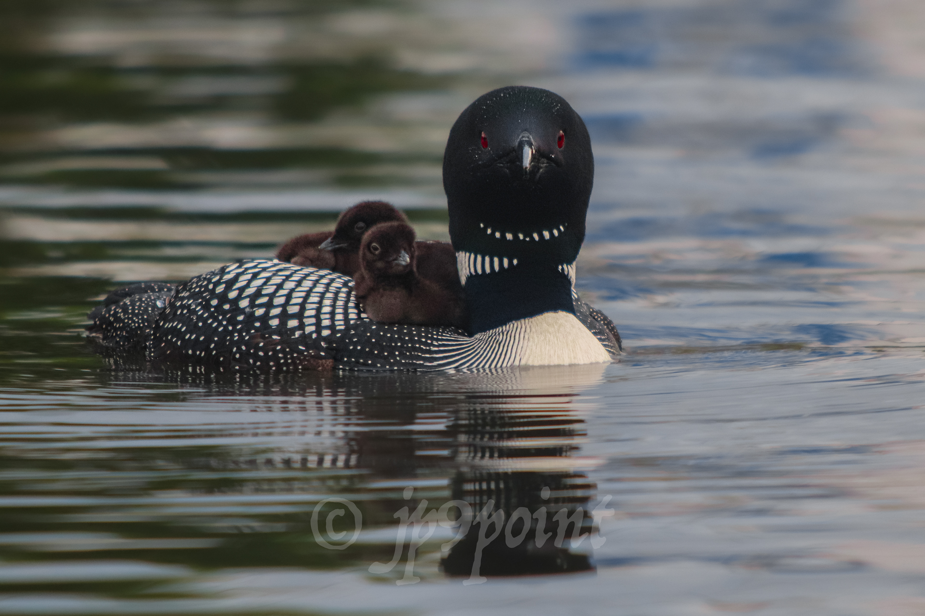 Mother Loon with 2 babies on its back in Lake Winnipesaukee, New Hampshire.