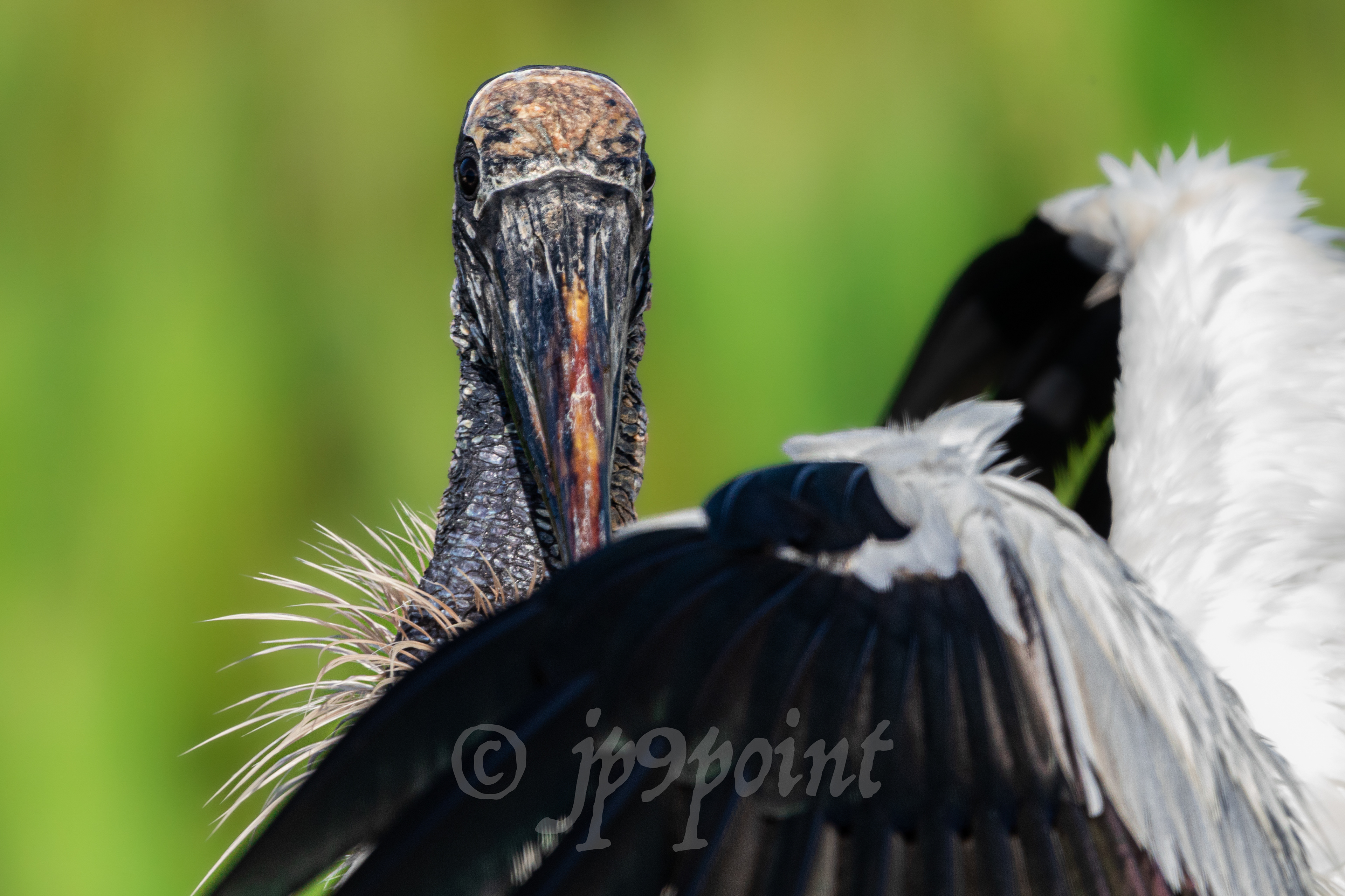 Wood Stork picks through its feathers as it dries off
