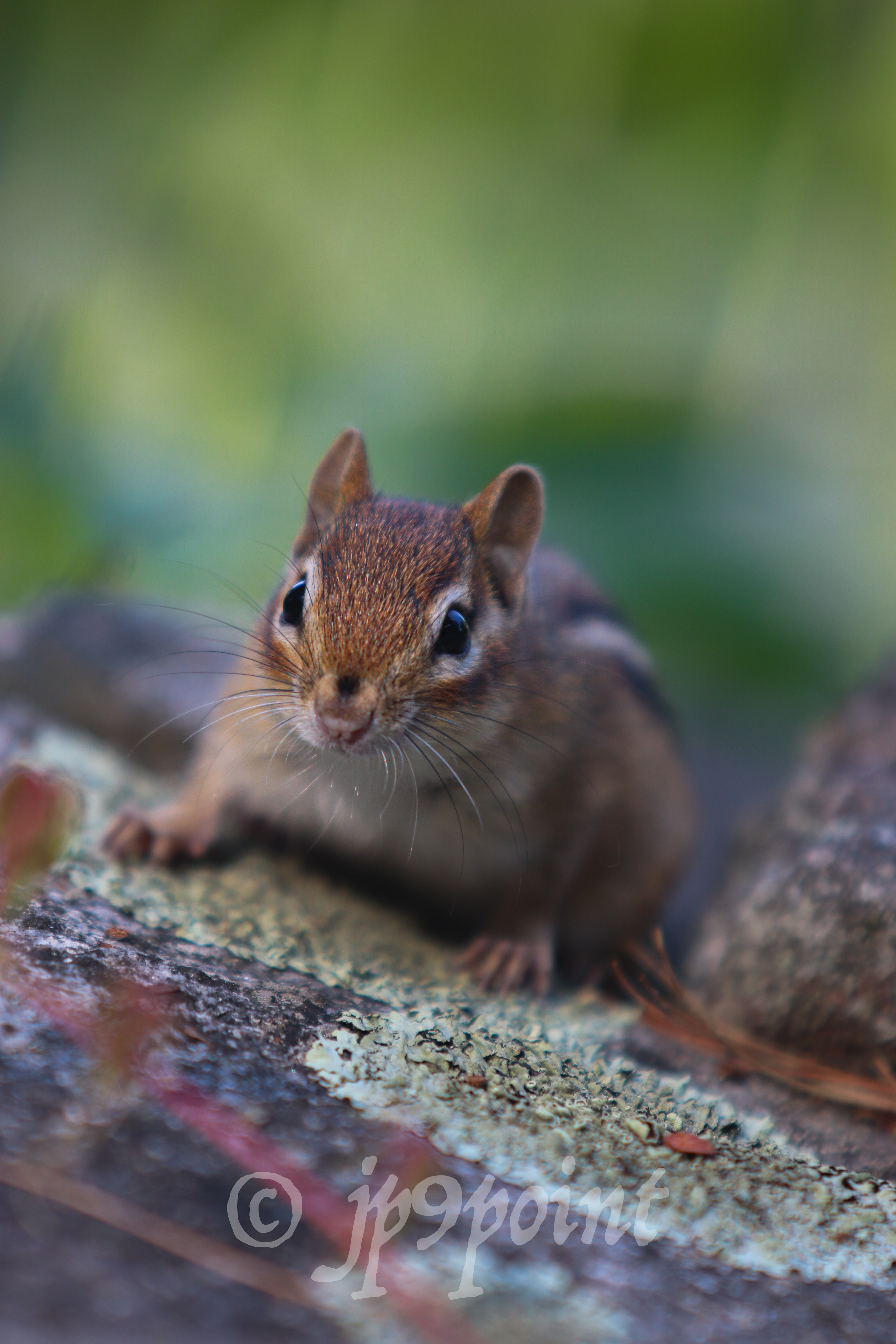 Chipmunk on the rocks in Meredith, New Hampshire.
