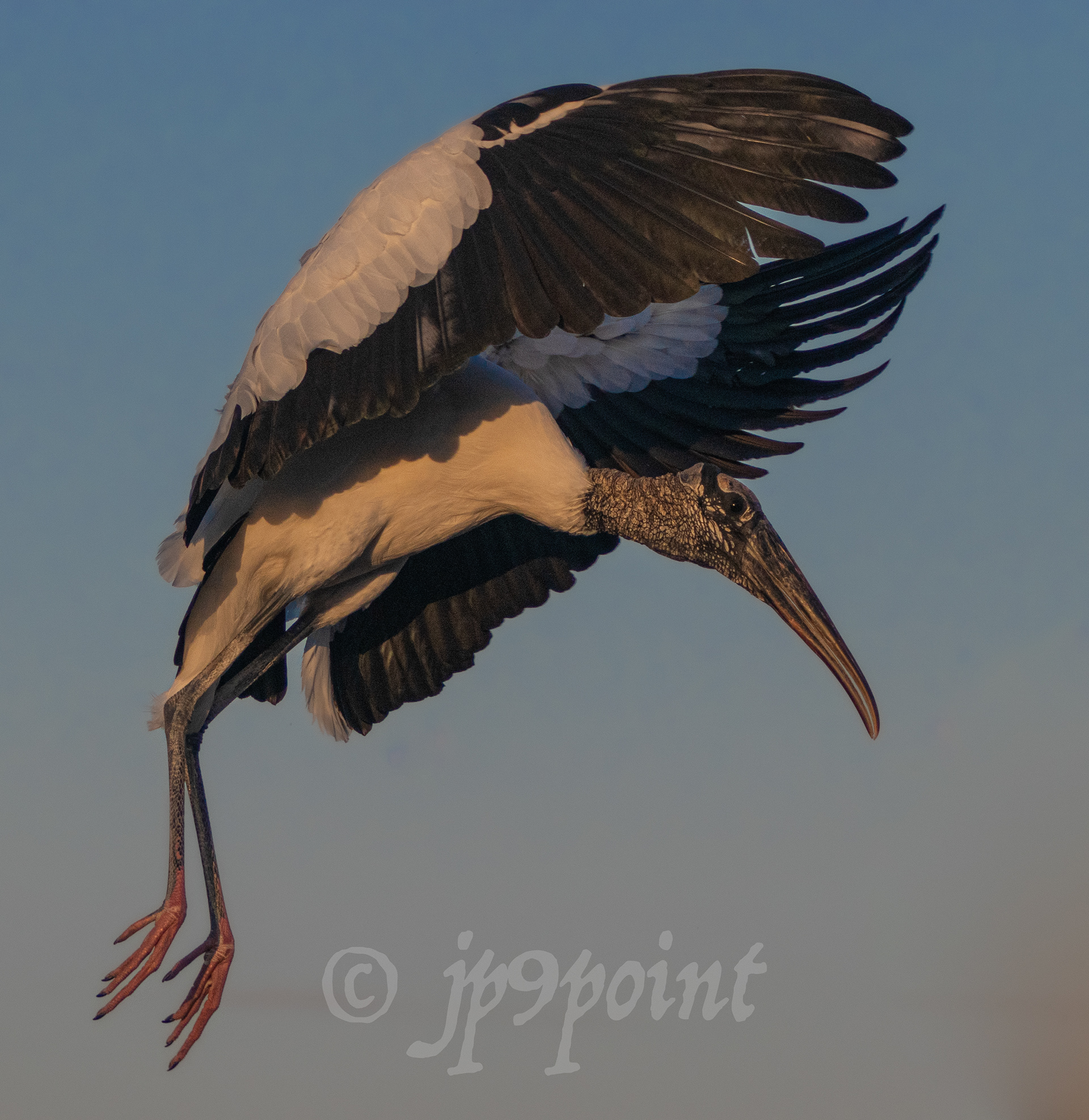 Wood Stork in flight at Wakodahatchee Wetlands, Florida.