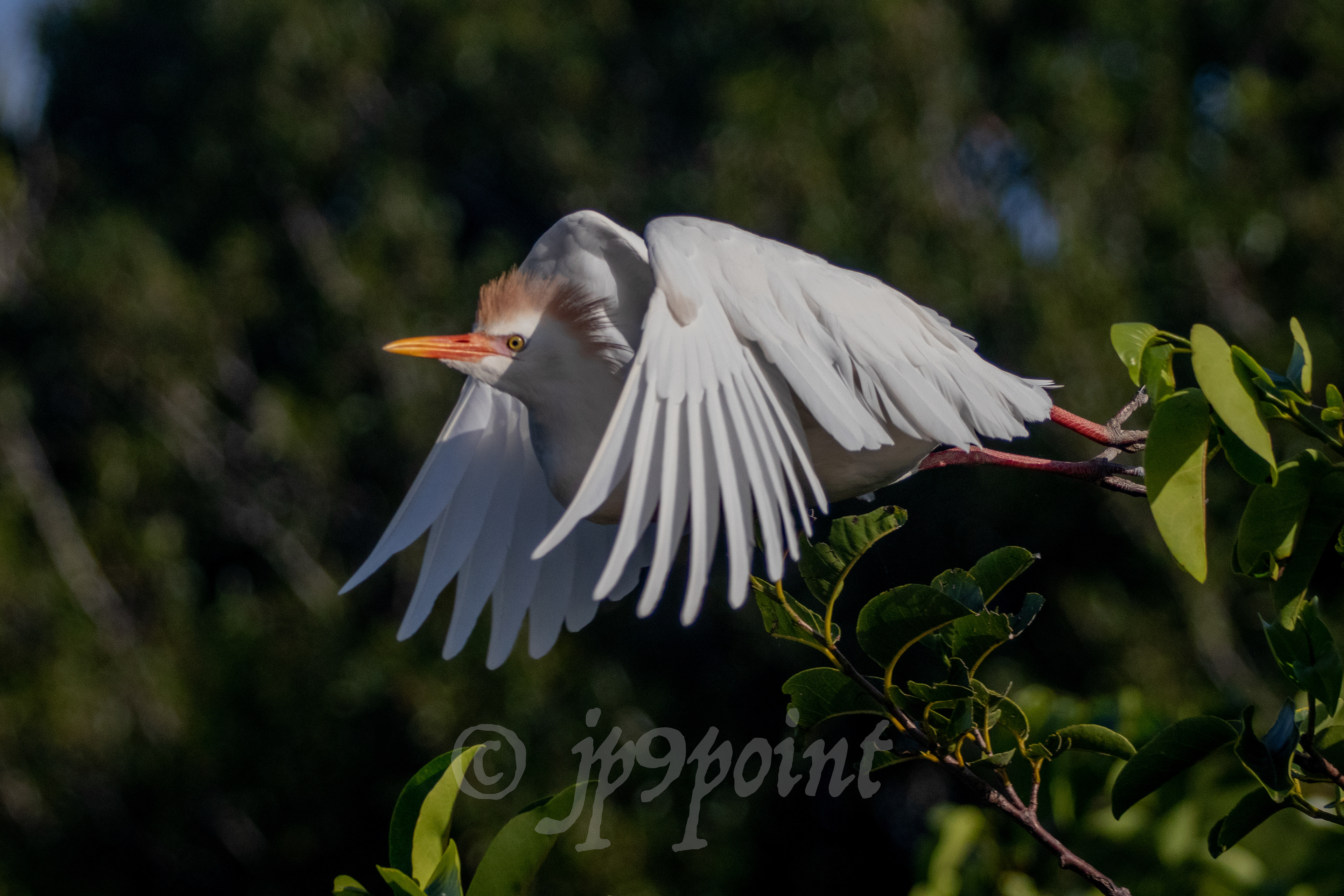 Cattle Egret takes off at Wakodahatchee Wetlands, FL