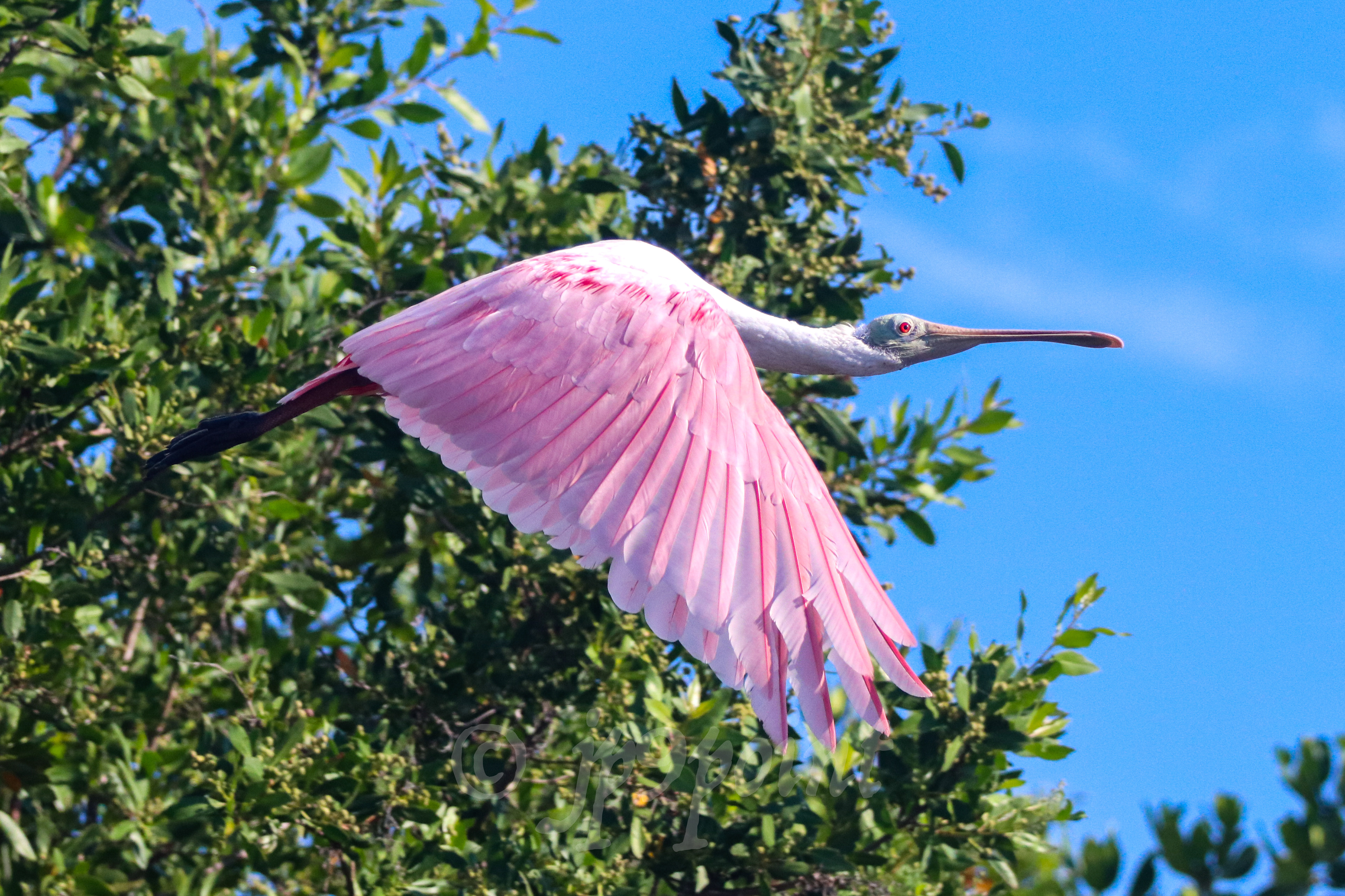Spoonbill in flight over Sanibel Island, FL