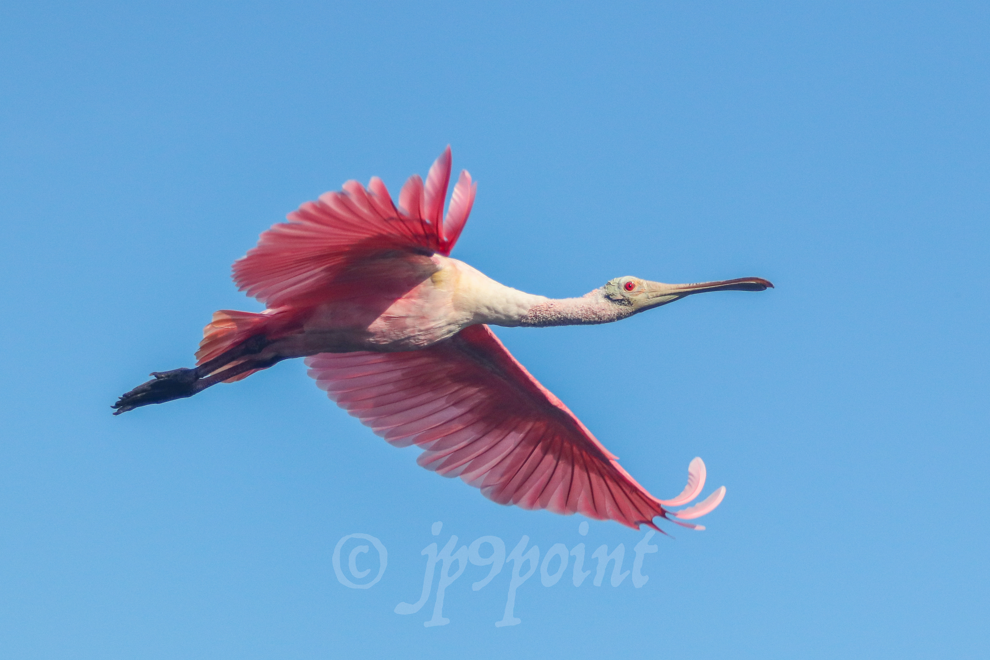 Spoonbill in flight over Sanibel Island, FL