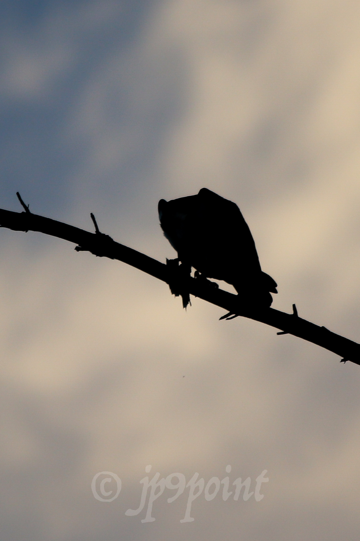 Osprey silhouette perched on a branch with its fish dinner on Lake Winnipesaukee, New Hampshire. 