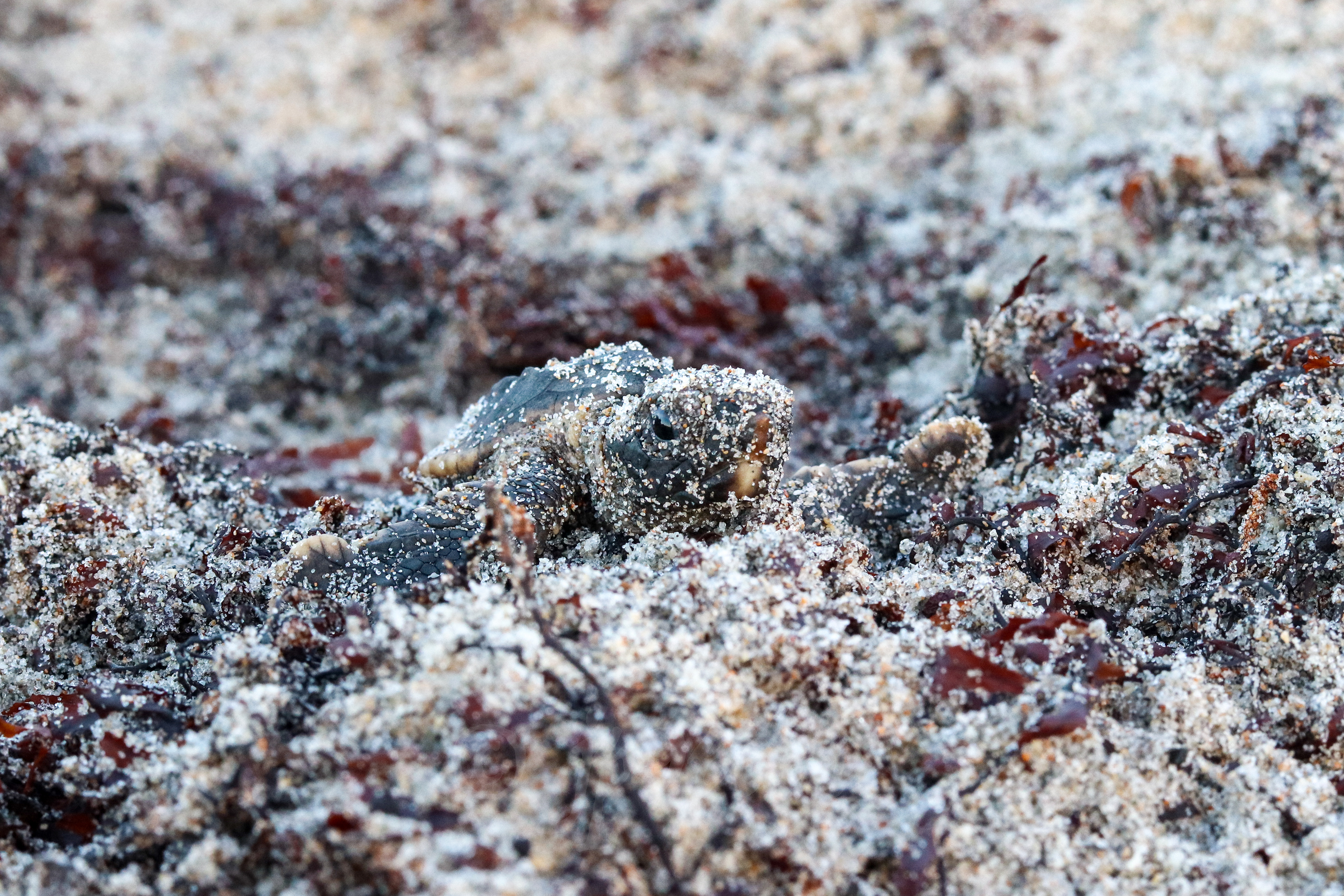 Baby Loggerhead Sea Turtle makes its way through the seaweed