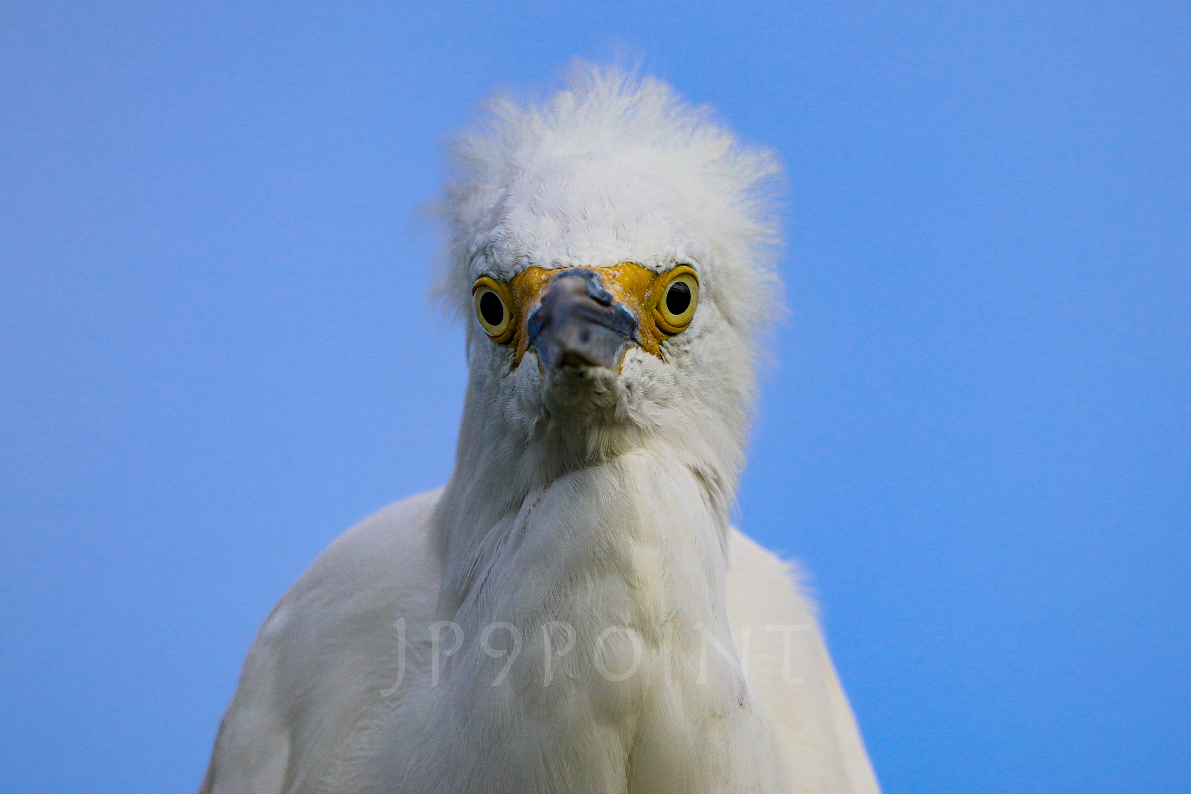 Snowy Egret looks down at me. Sebastian Inlet, FL