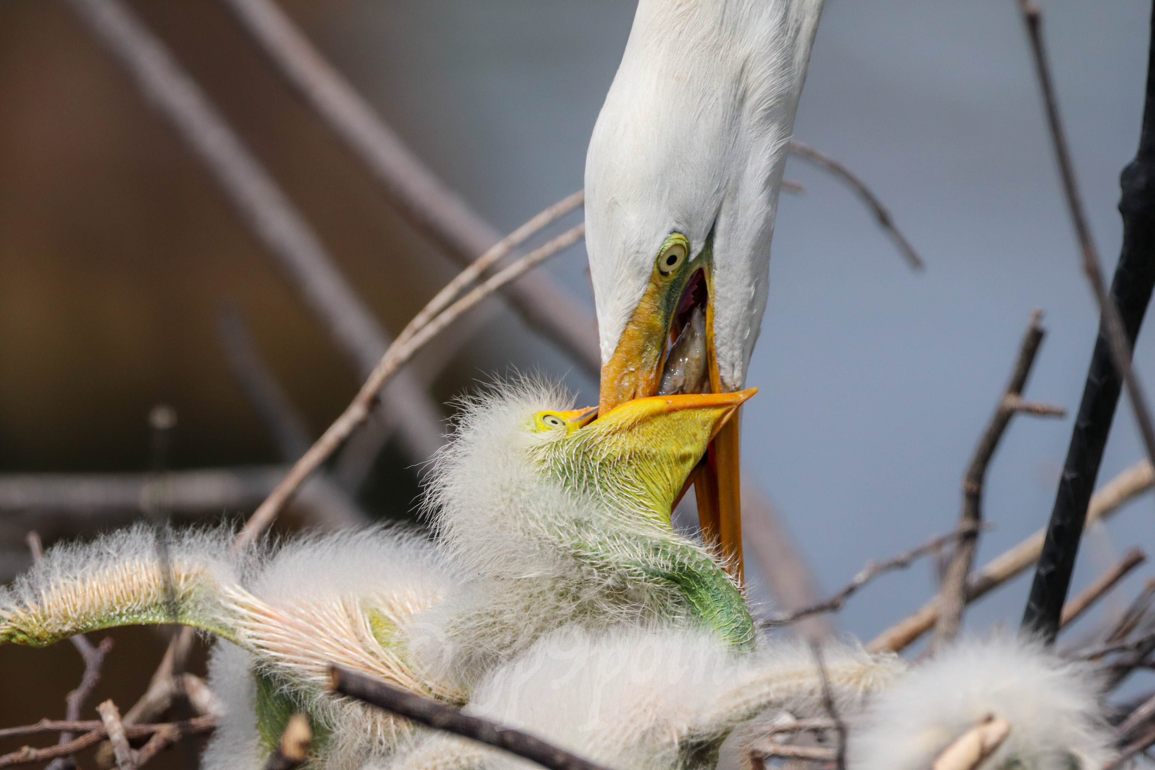 Mother Egret feeds its baby
