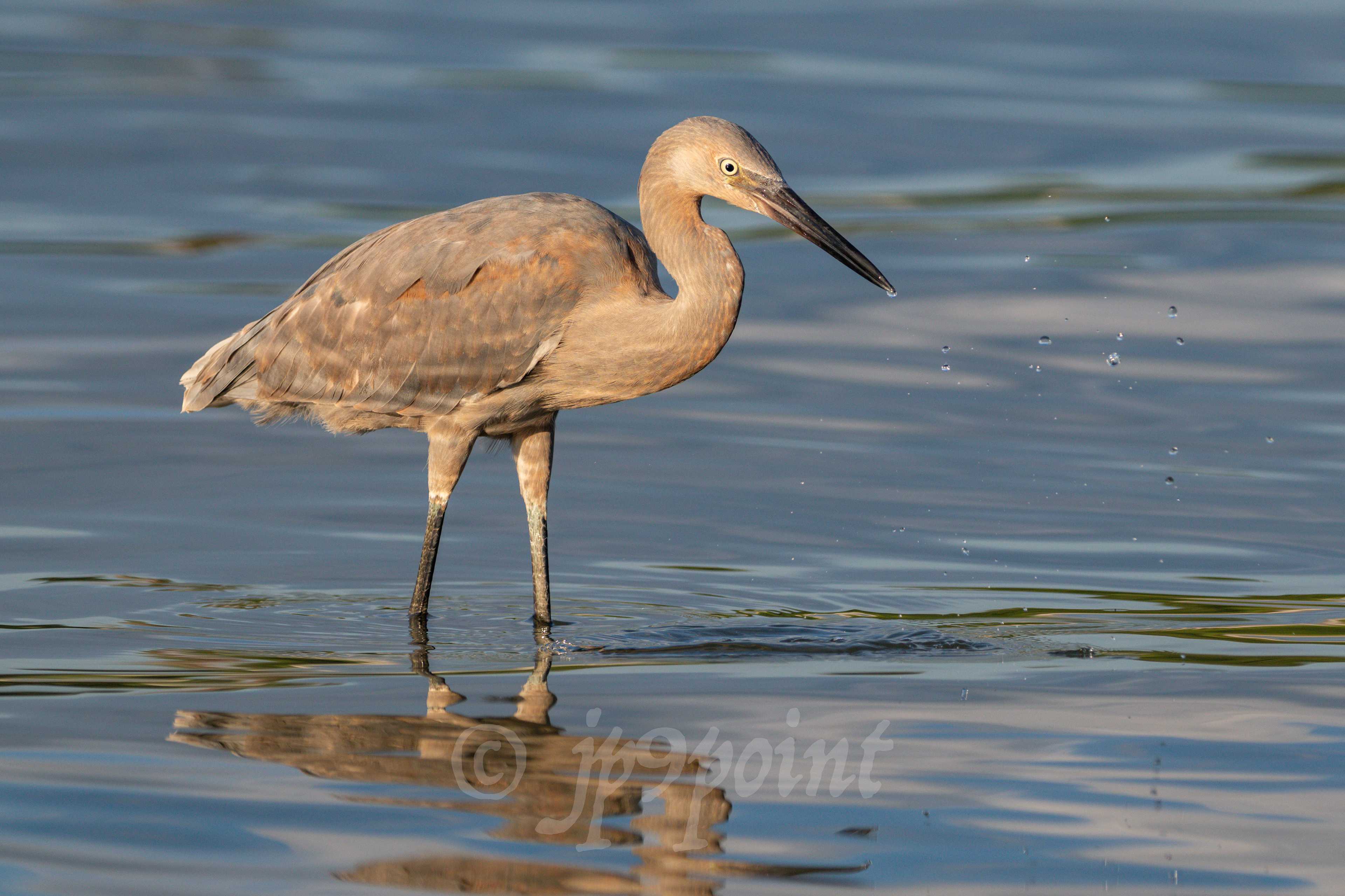 Reddish Egret pulls its beak out of the water.