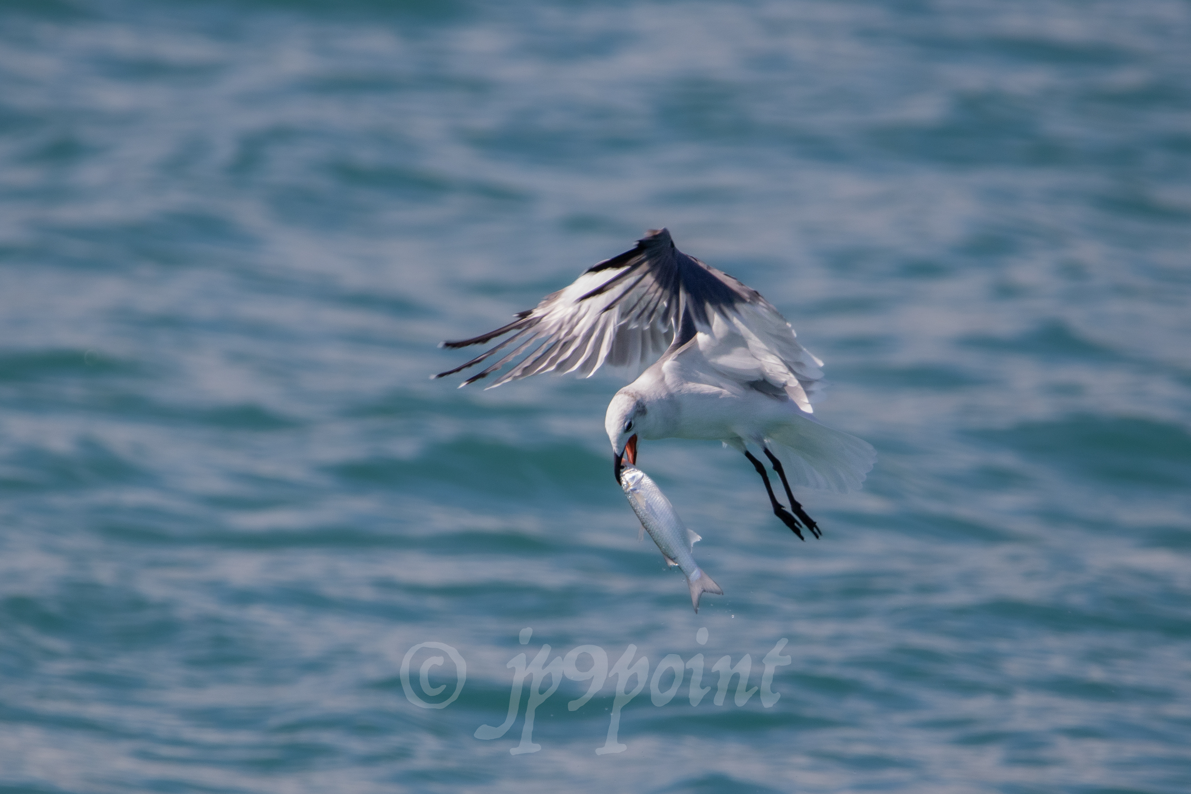 Bird with a big fish!