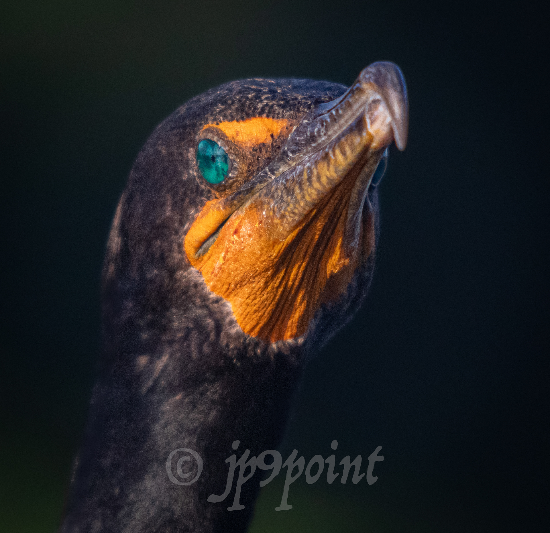 Cormorant looks into the sunlight at Wakodahatchee Wetlands, Florida.