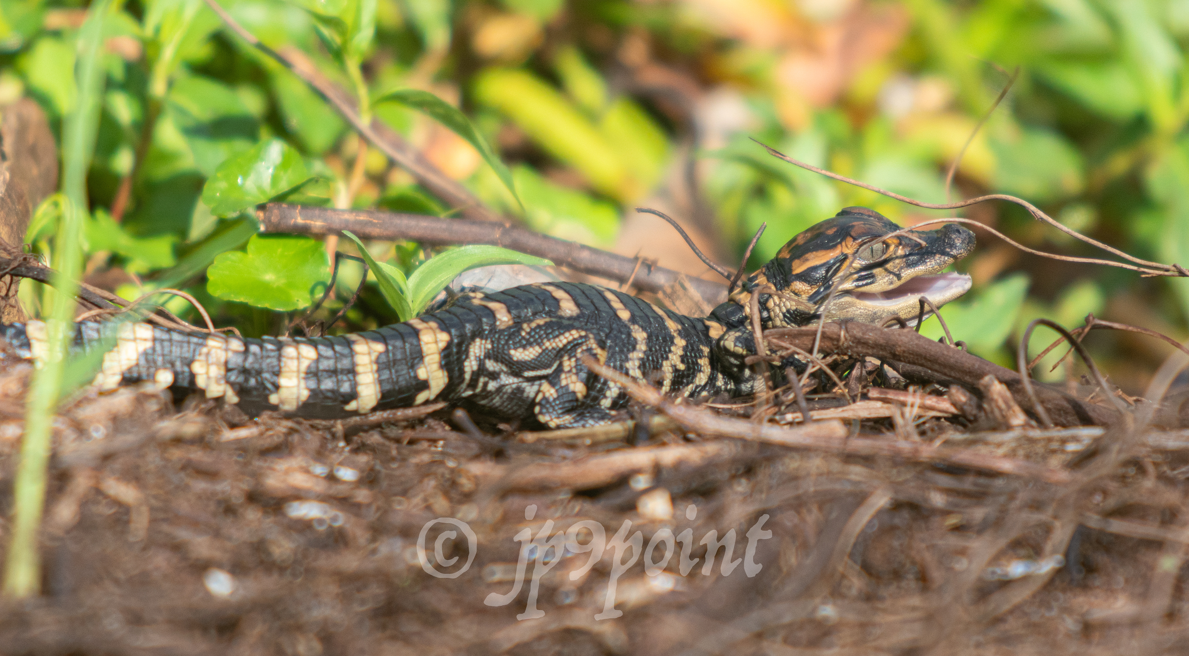 Baby Alligator at Loxahatchee, Florida.