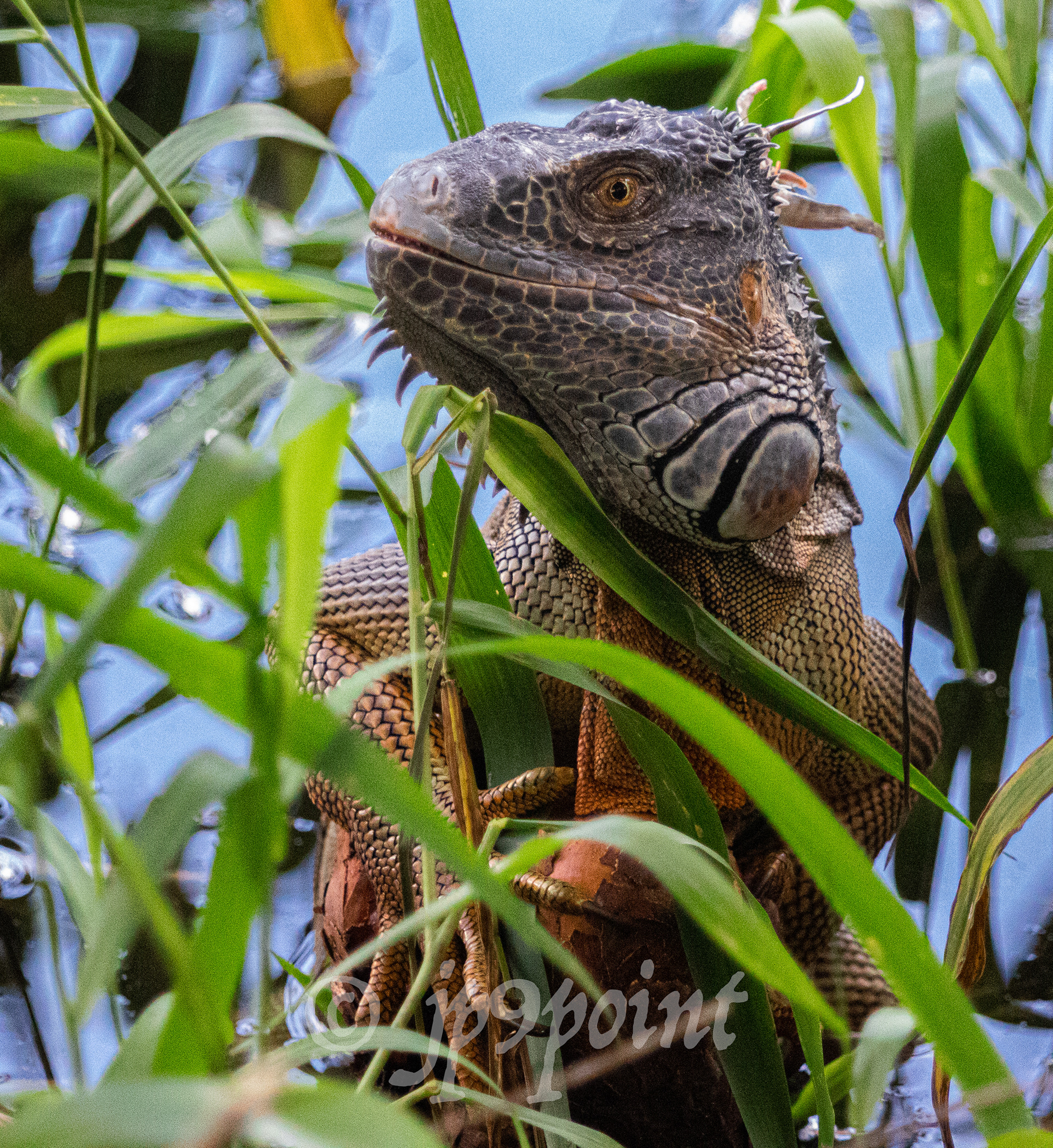 Iguana comes out of the water in Boca Raton, Florida.