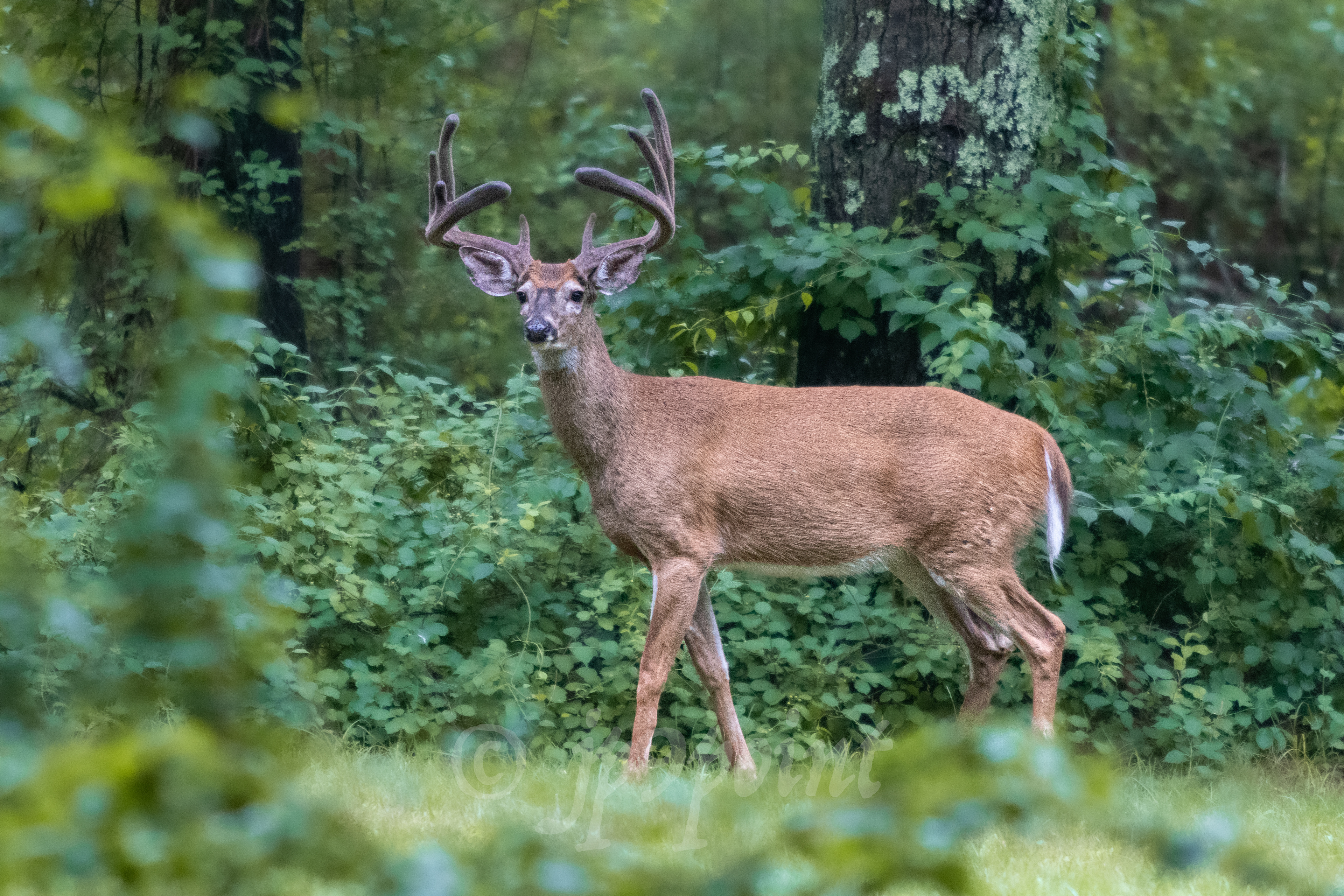 Buck takes a look at me in New Hampshire's Woods.