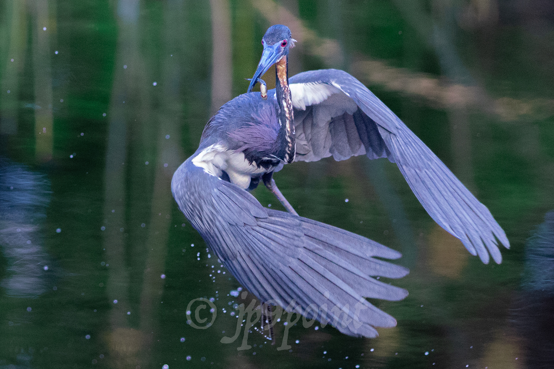 Tricolored Heron in flight after catching a small minnow at Wakodahatchee Wetlands, Florida.