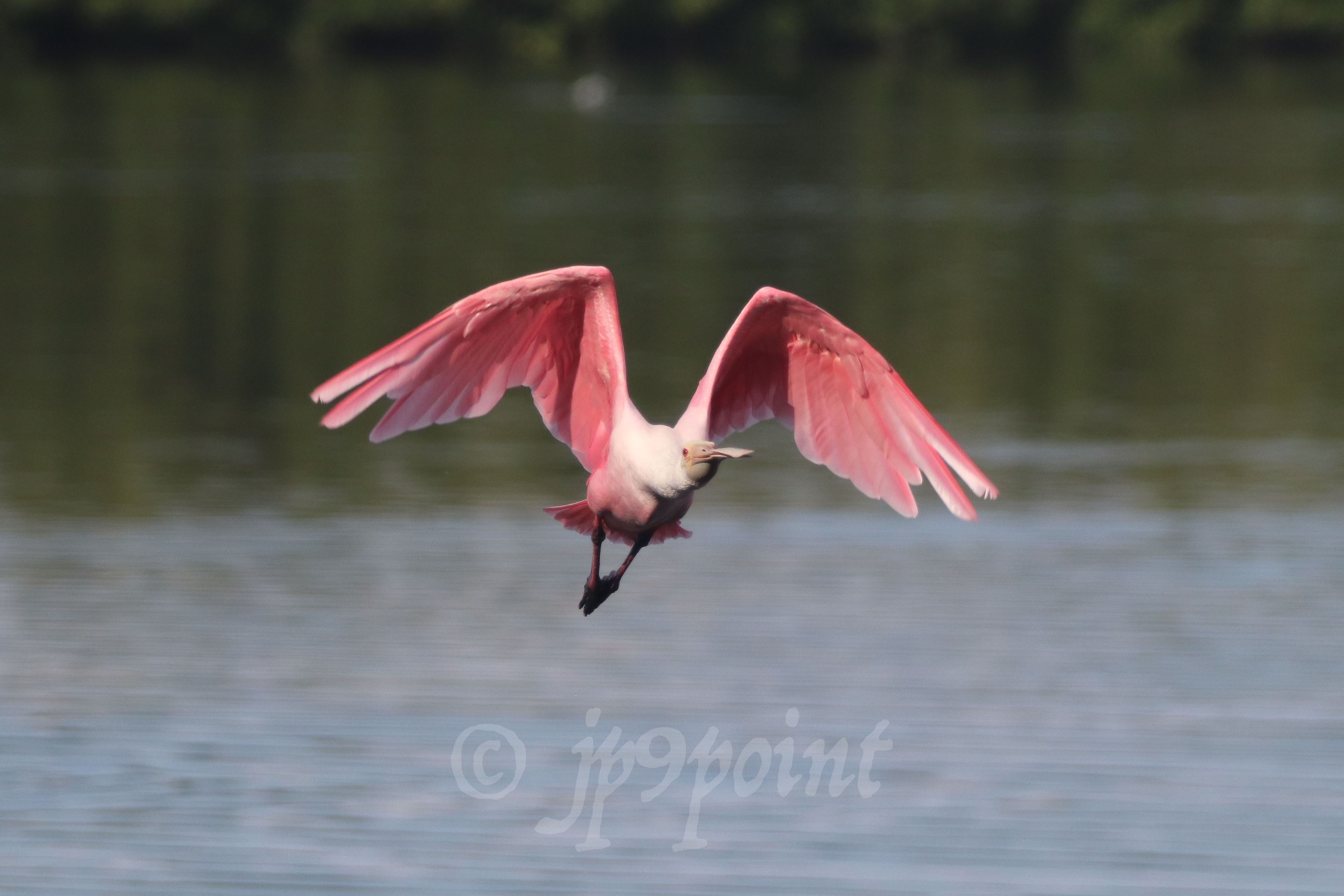 Spoonbill in flight over Sanibel Island, FL