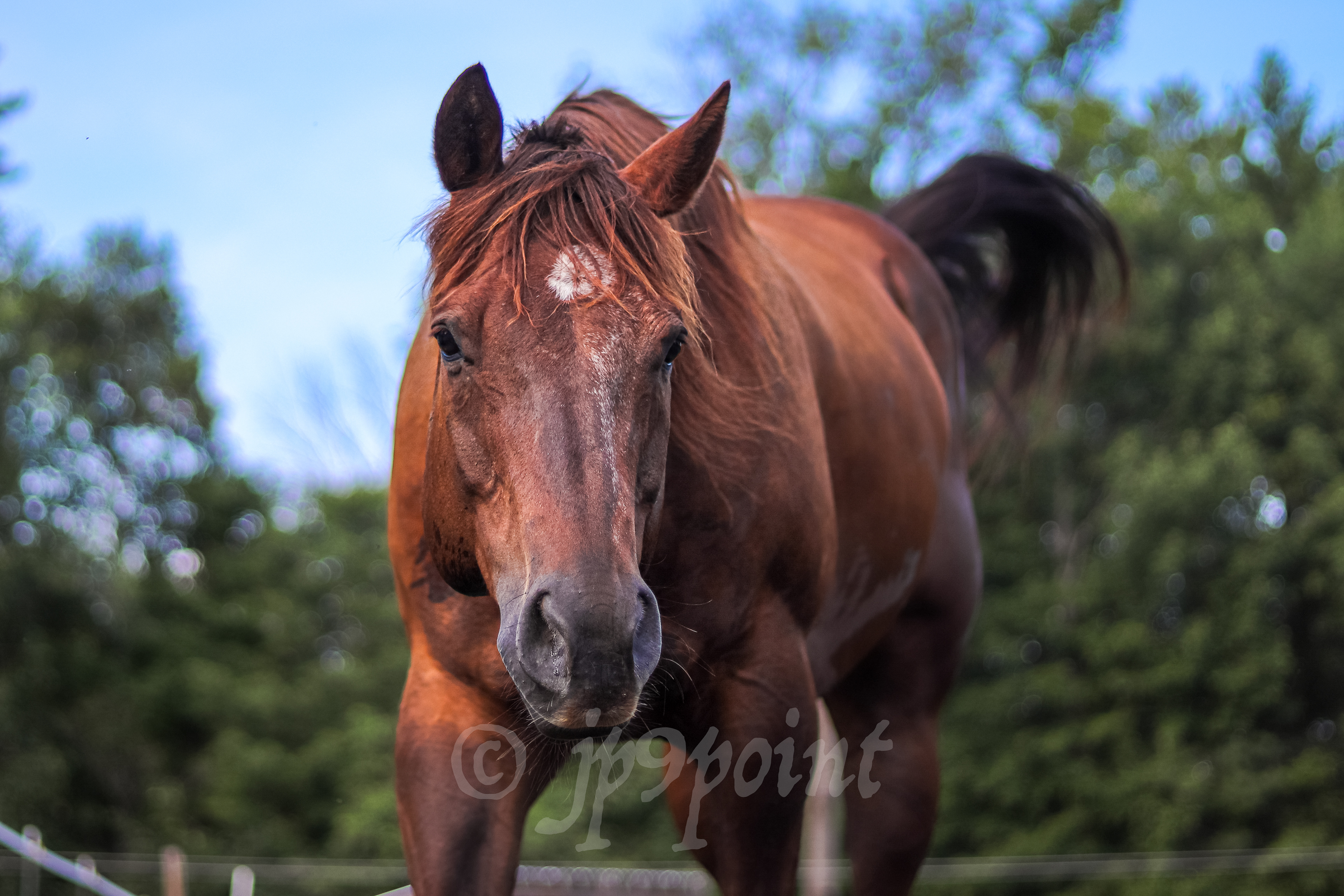 Horse at Eaton Ave., Meredith, New Hampshire.