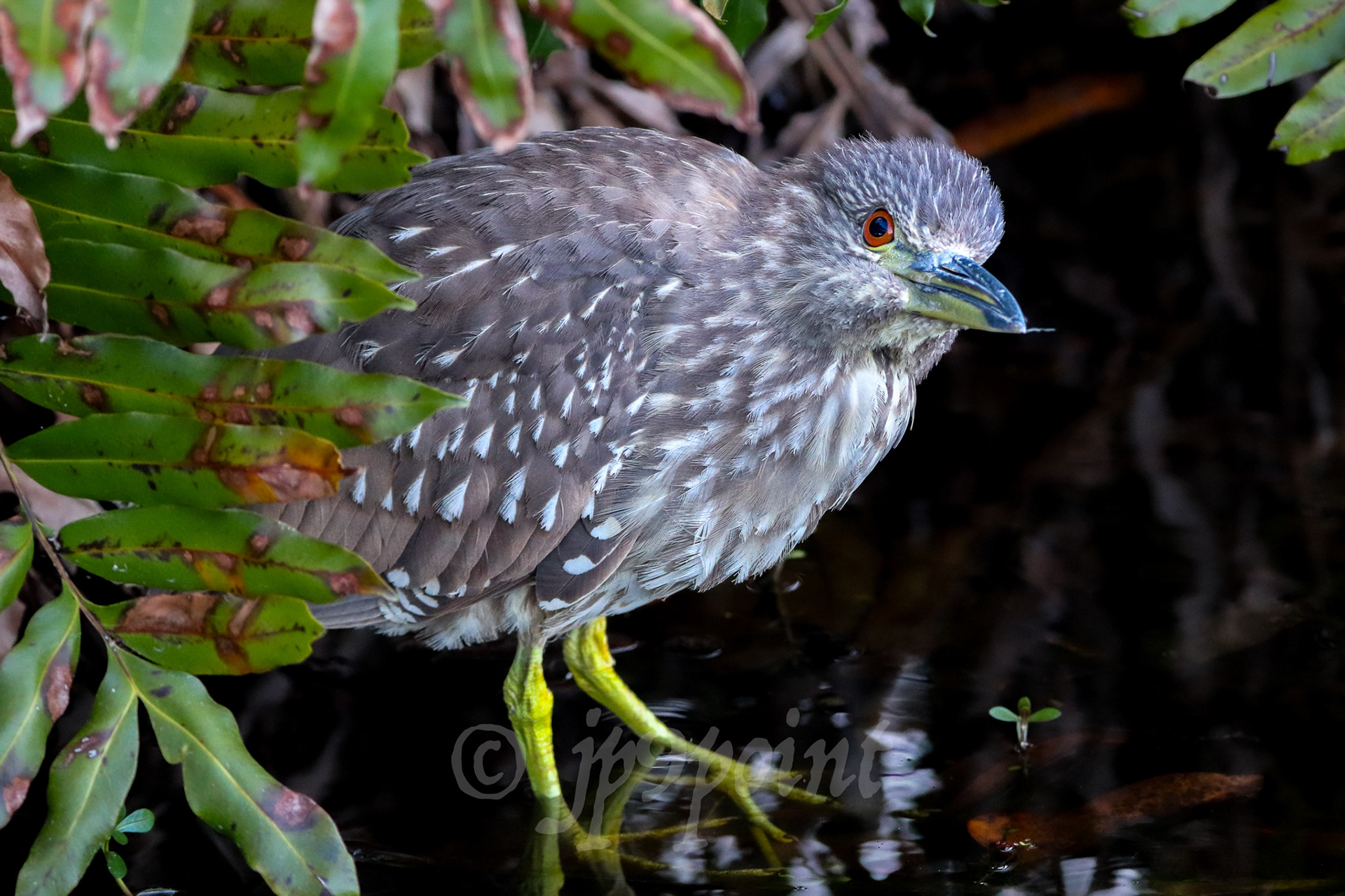 Night Heron emerging from the vegetation