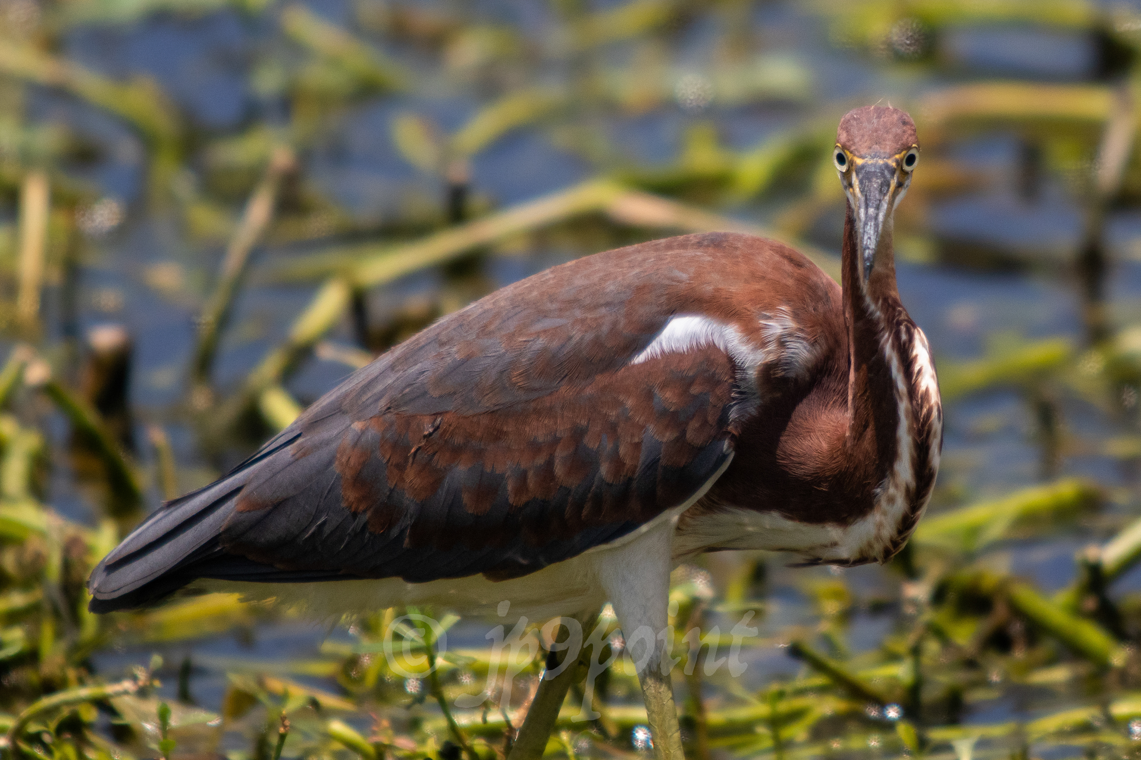 Tricolored Heron takes a look at me at Wakodahatchee Wetlands, FL.