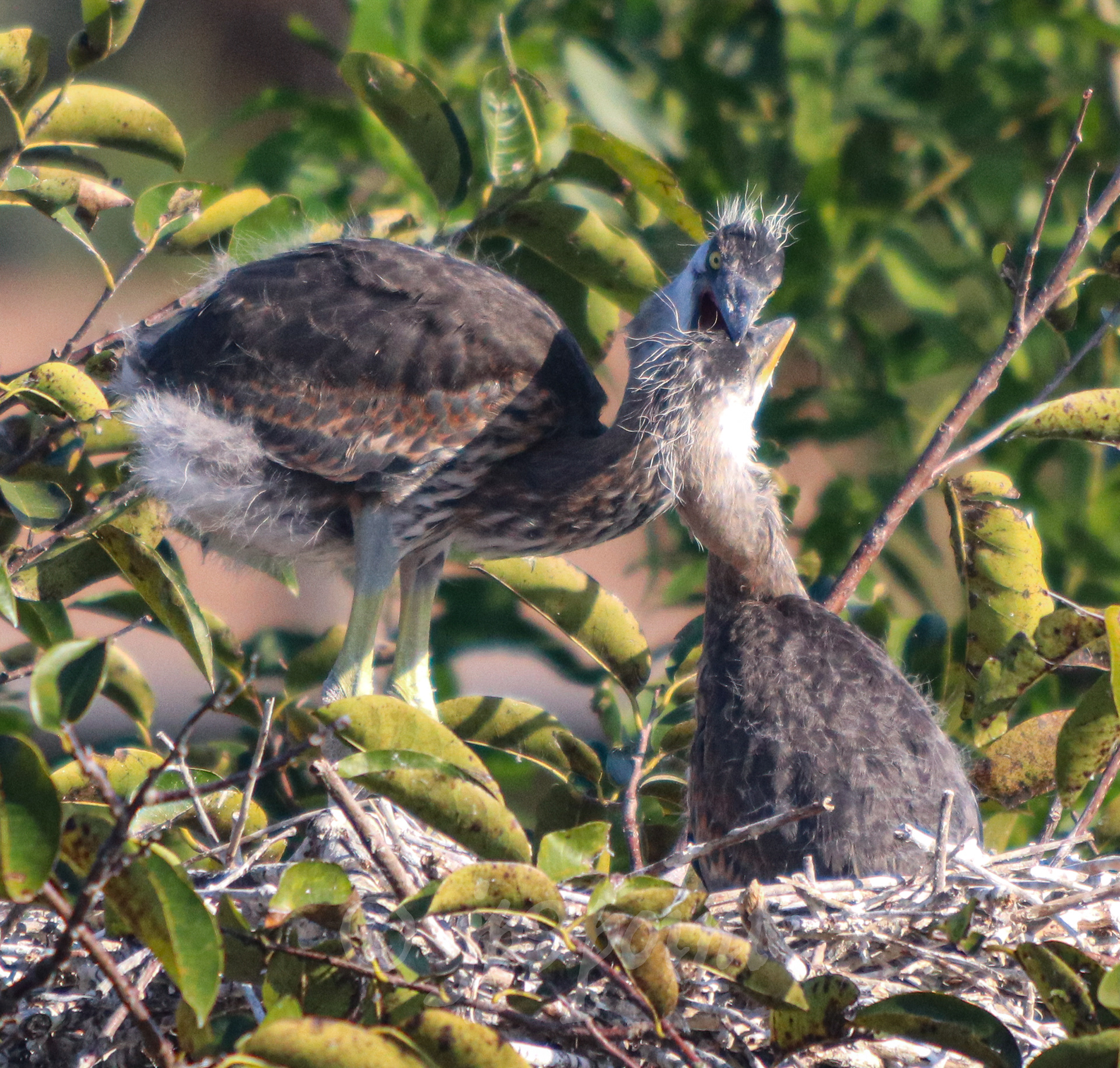 Young Great Blue Heron siblings play at Wakodahatchee Wetlands, Florida.