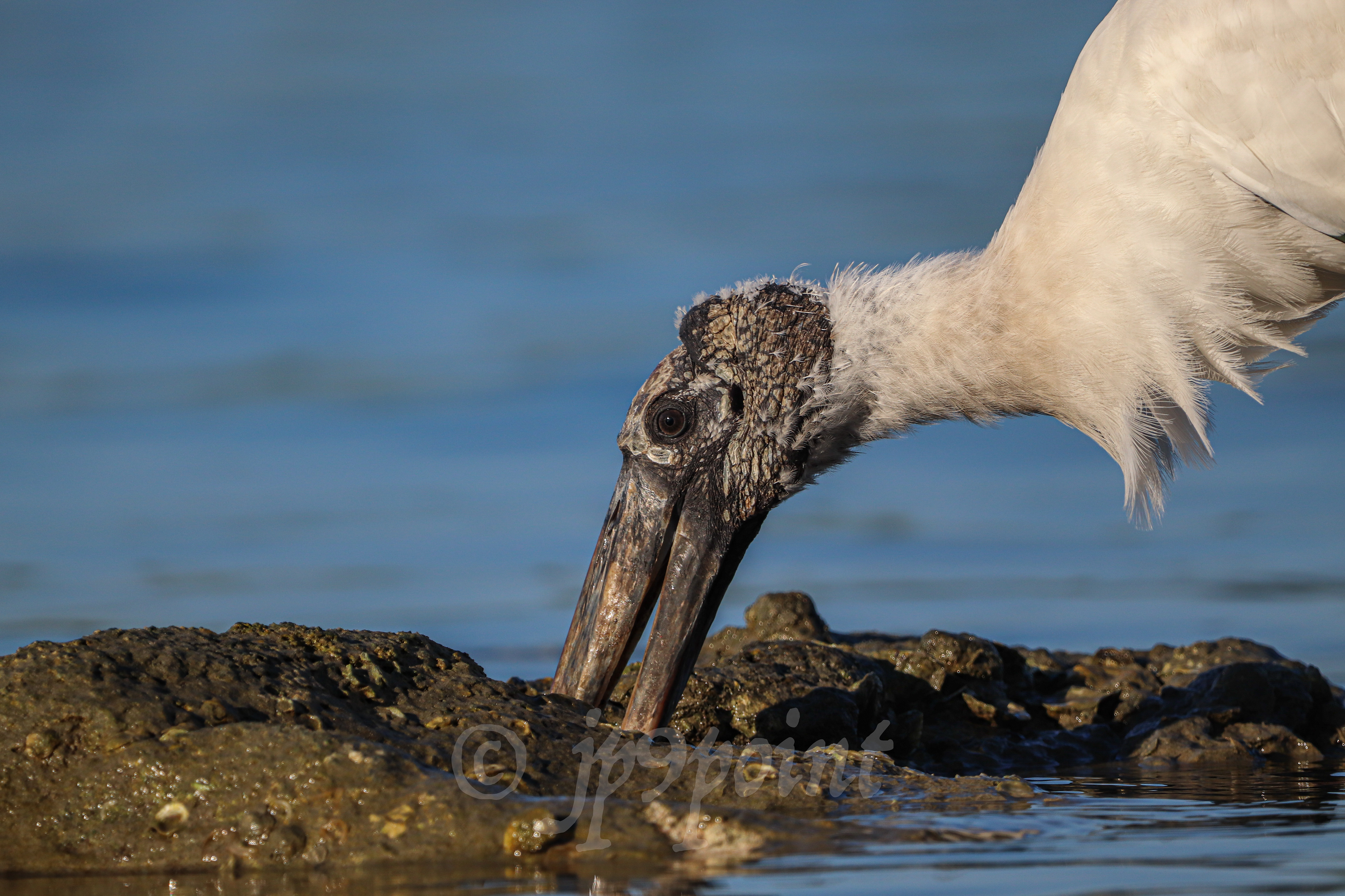Wood Stork searches for food under a rock.