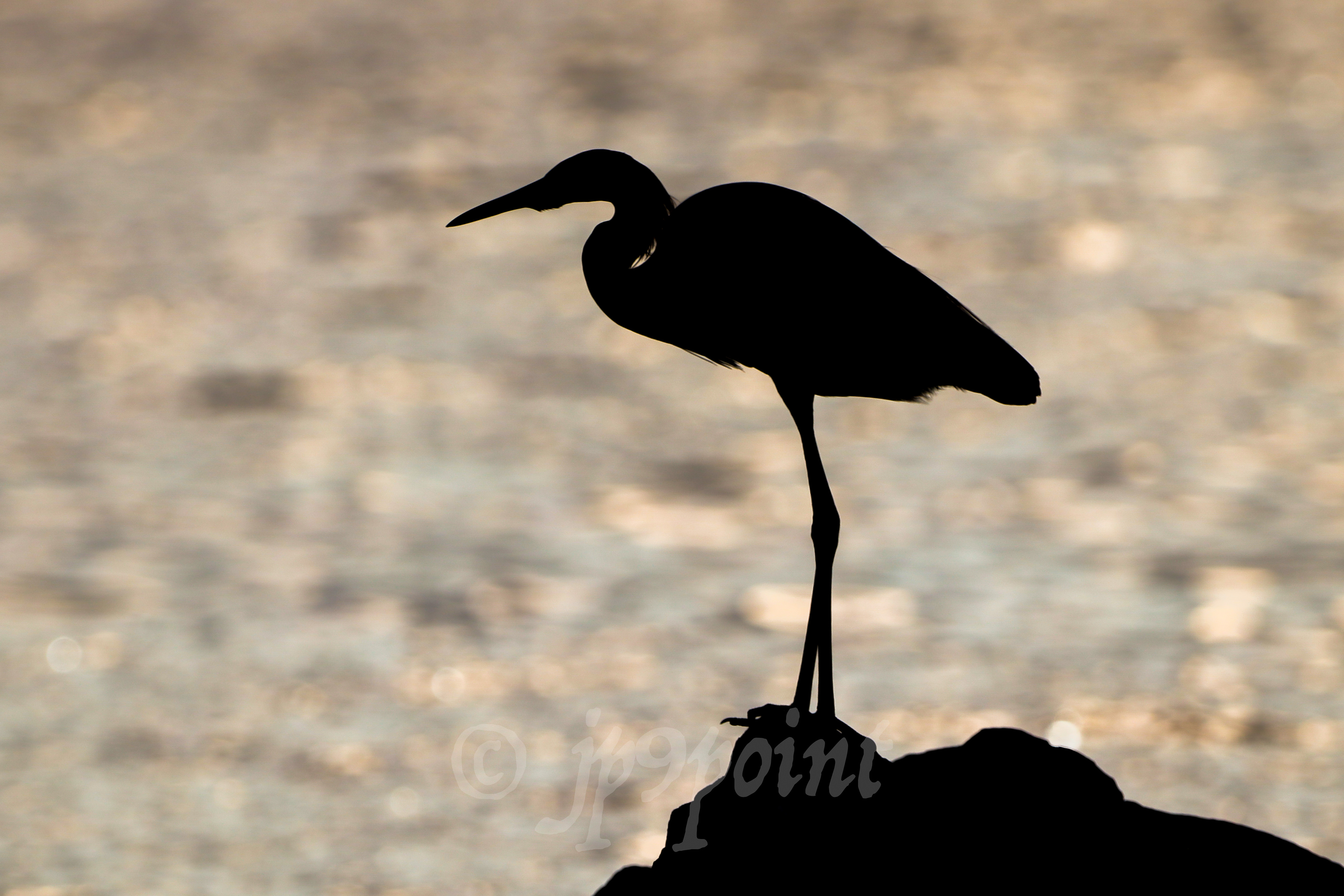 Heron perched on a rock early morning.