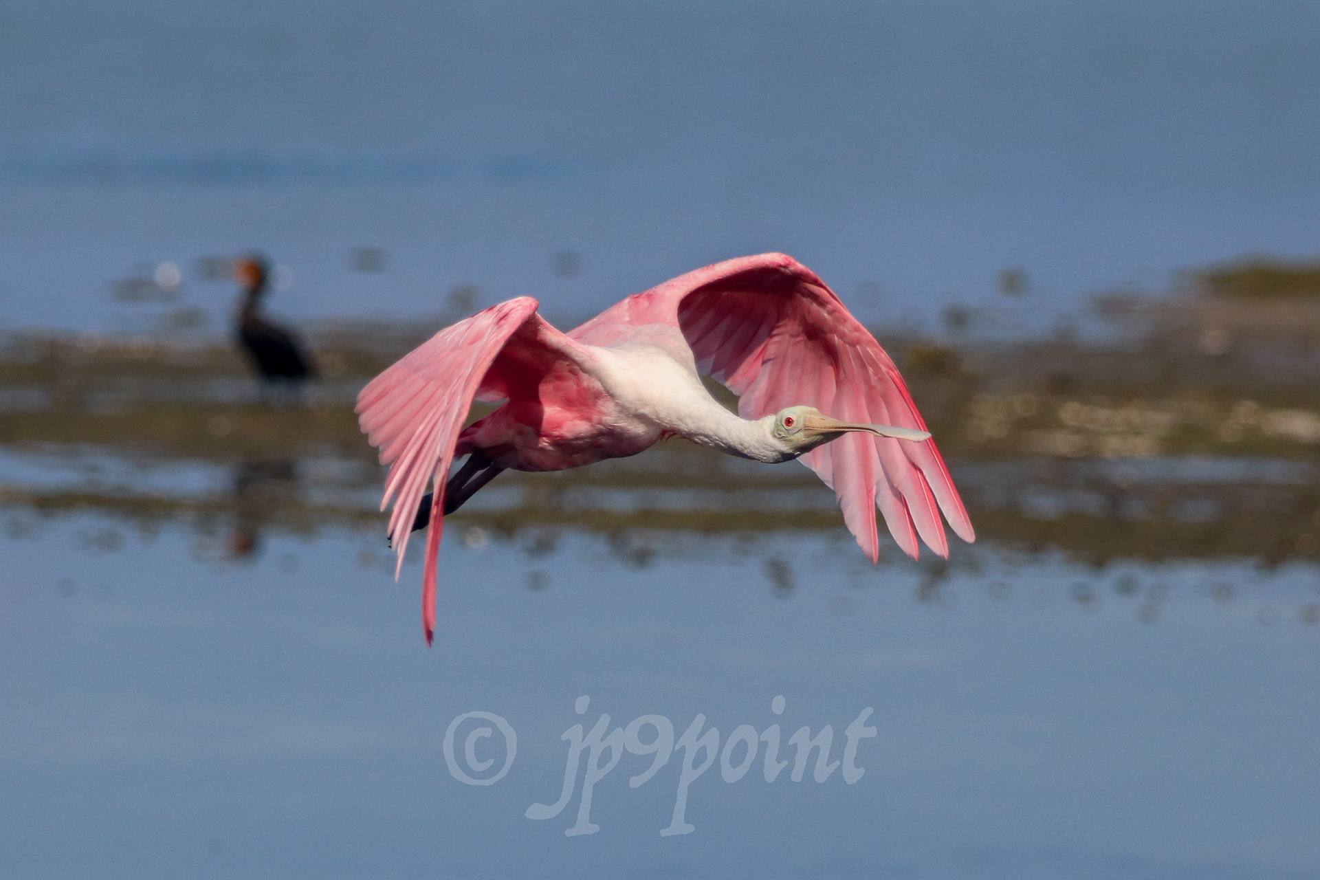 Spoonbill in flight with a Cormorant in the background over Sanibel Island, FL