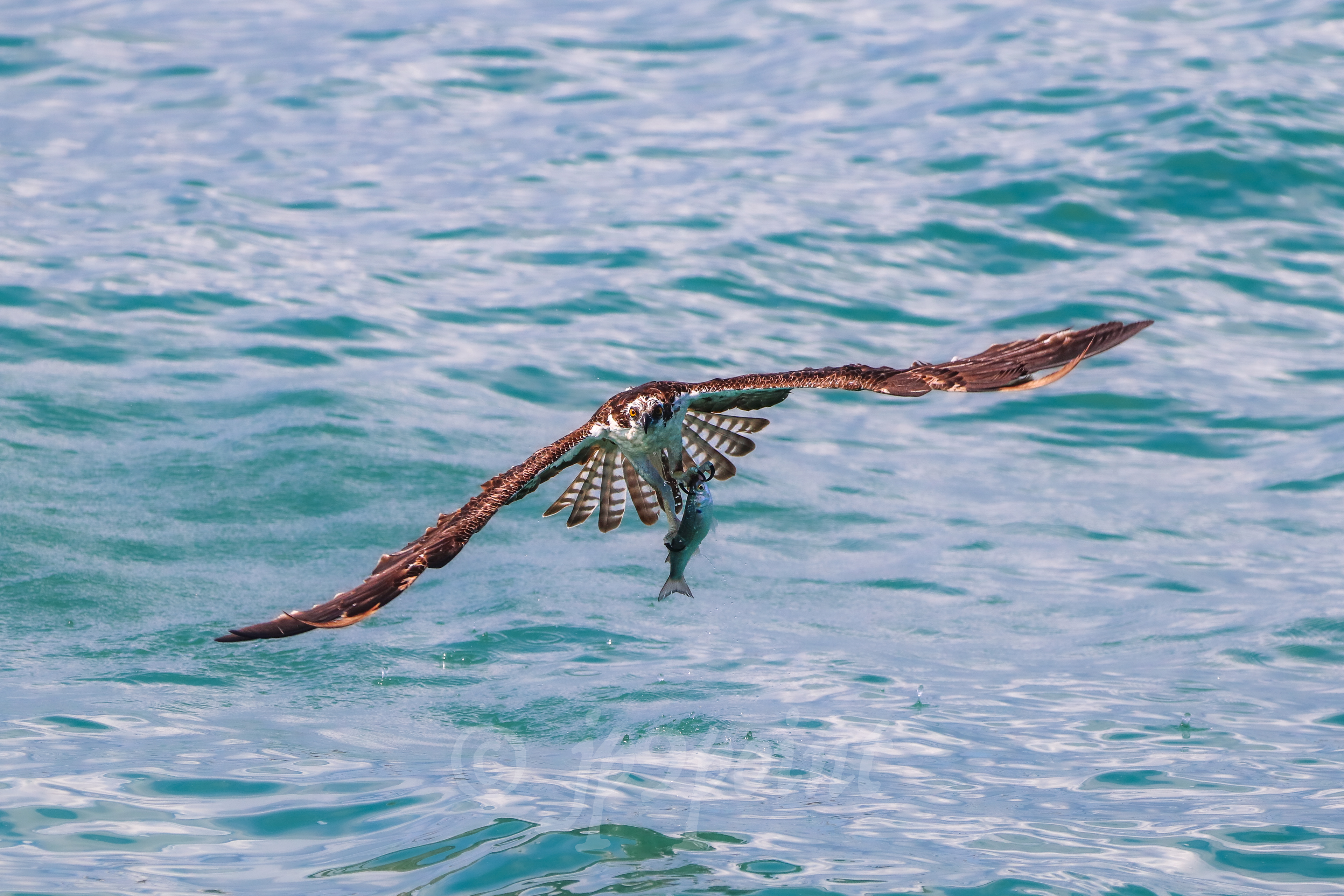 Osprey with a fresh fish catch!