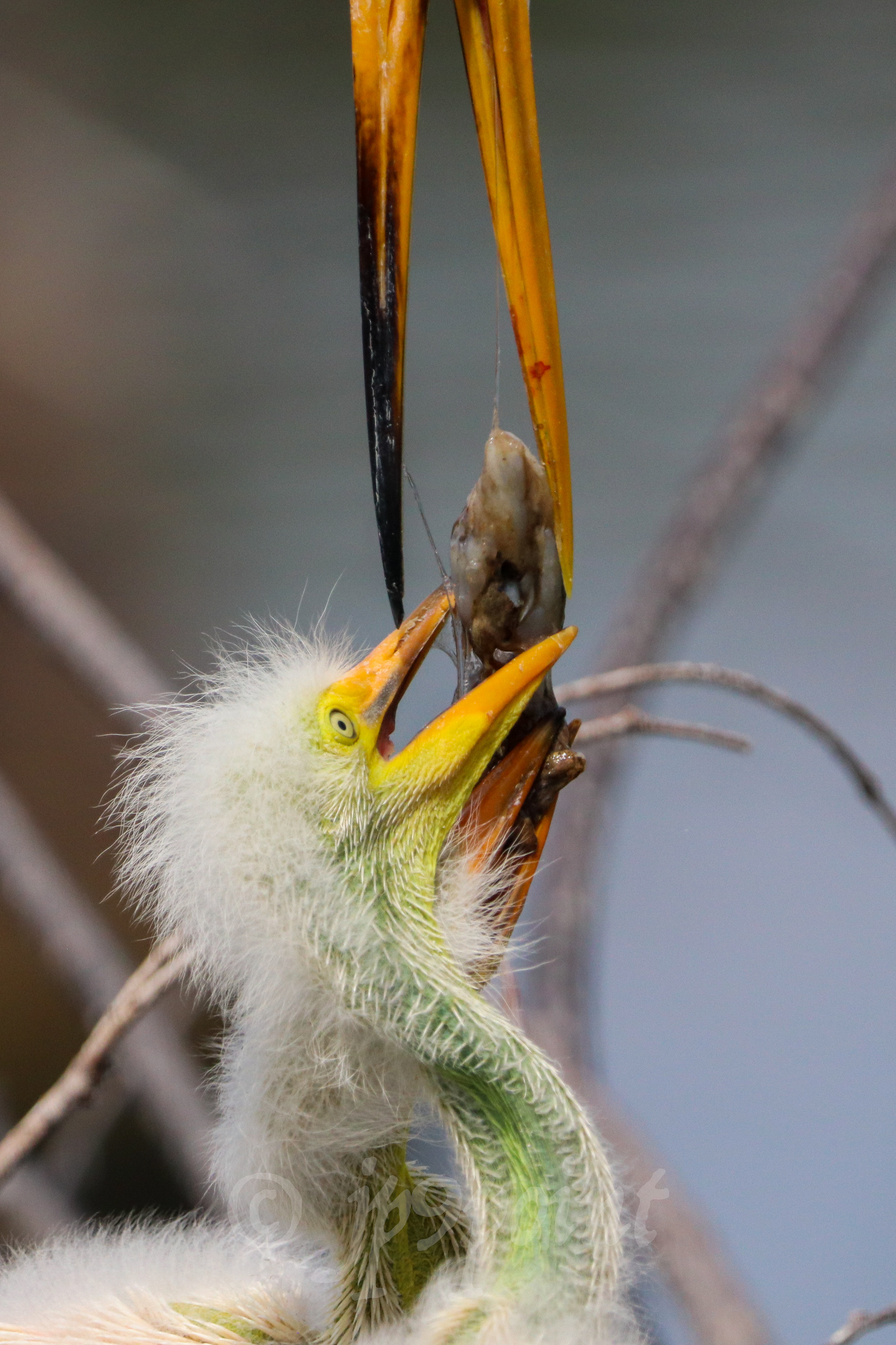 Mother Egret feeds its baby
