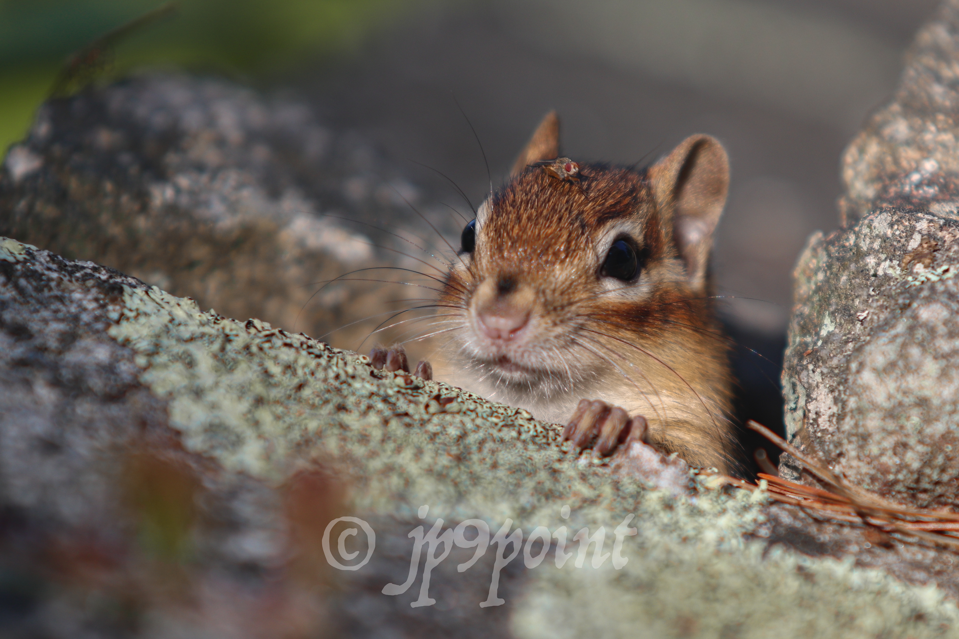 Chipmunk emerges from the rocks with his fly friend on his head.