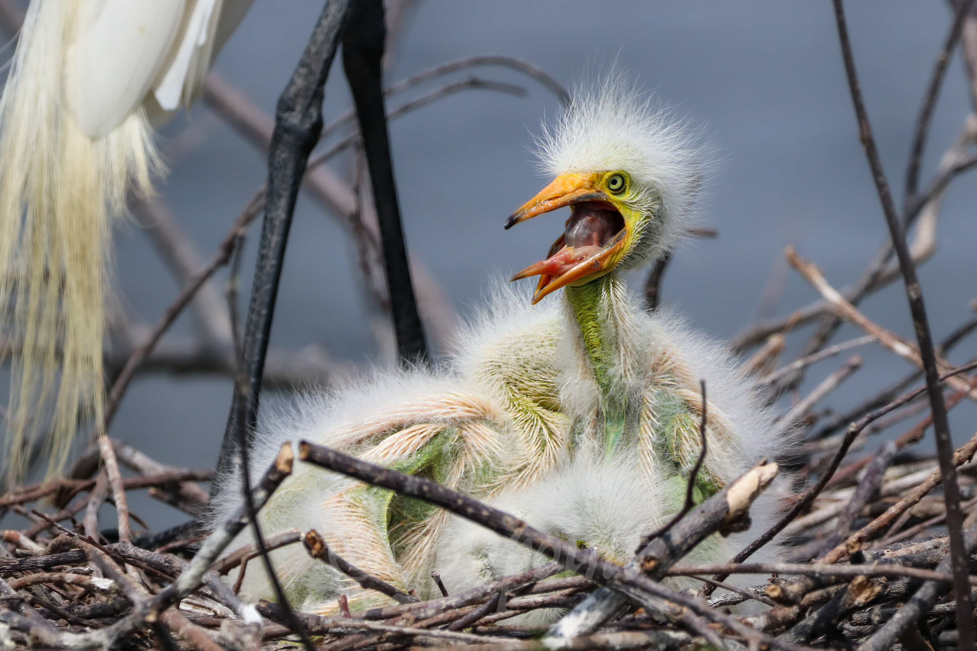 Baby Egret's morning yawn