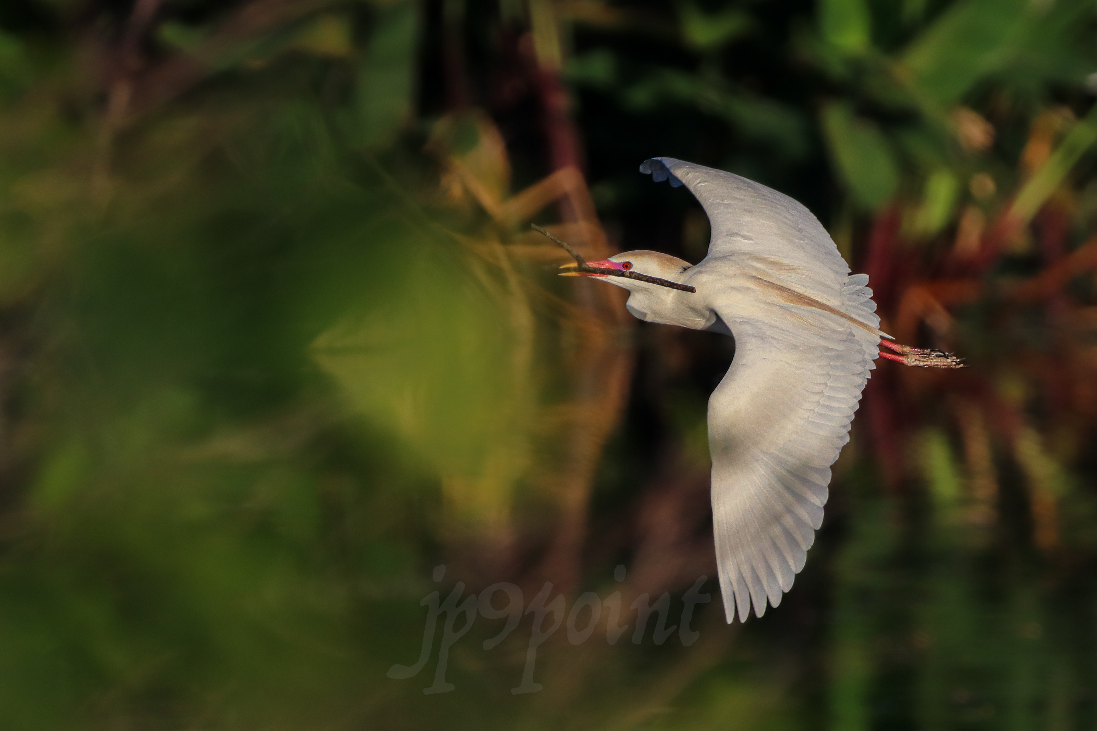 Cattle Egret in flight with nesting material