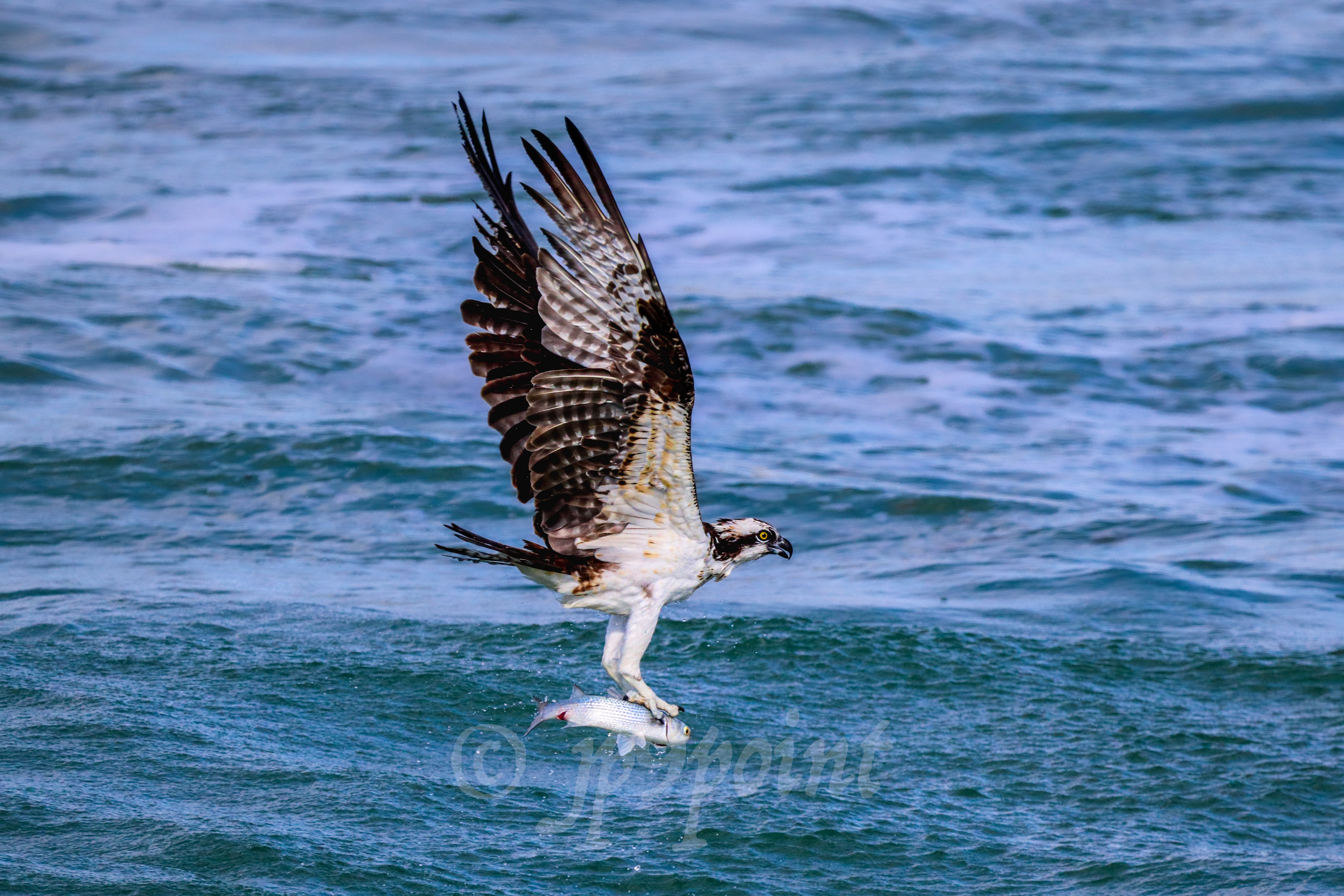 Osprey with a fresh fish catch!