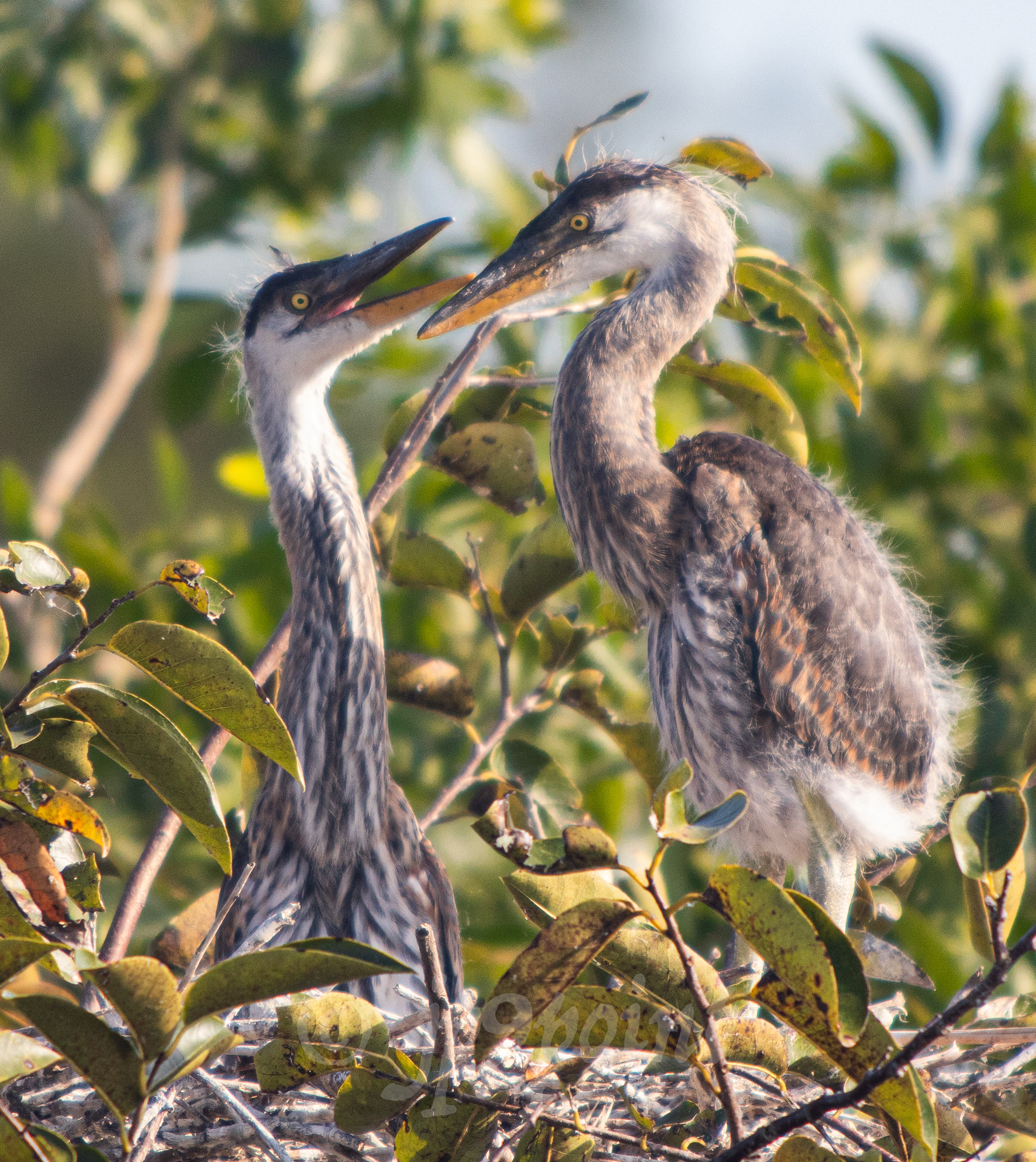 Young Great Blue Heron siblings play at Wakodahatchee Wetlands, Florida.