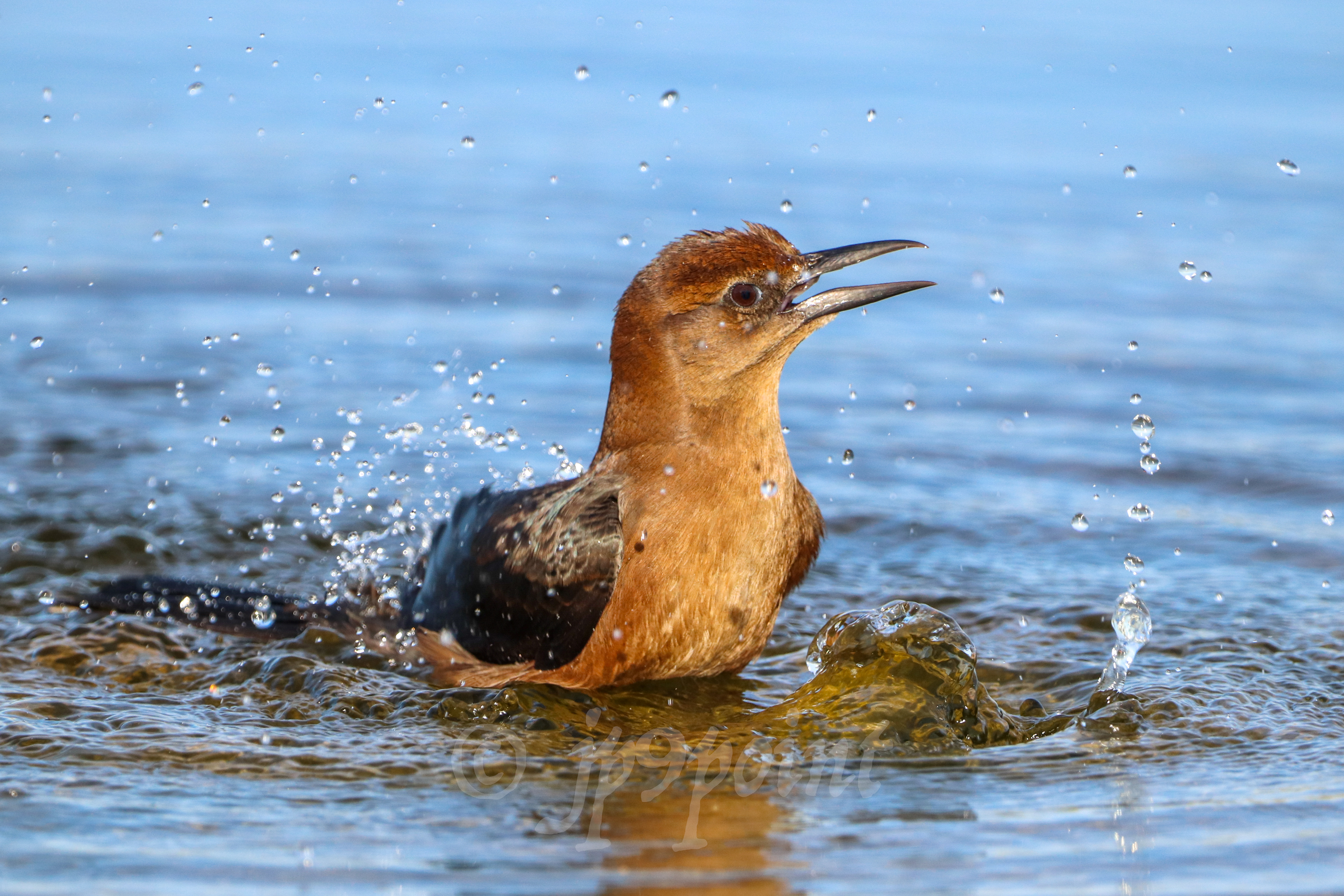 Bird takes a bath in the Everglades.